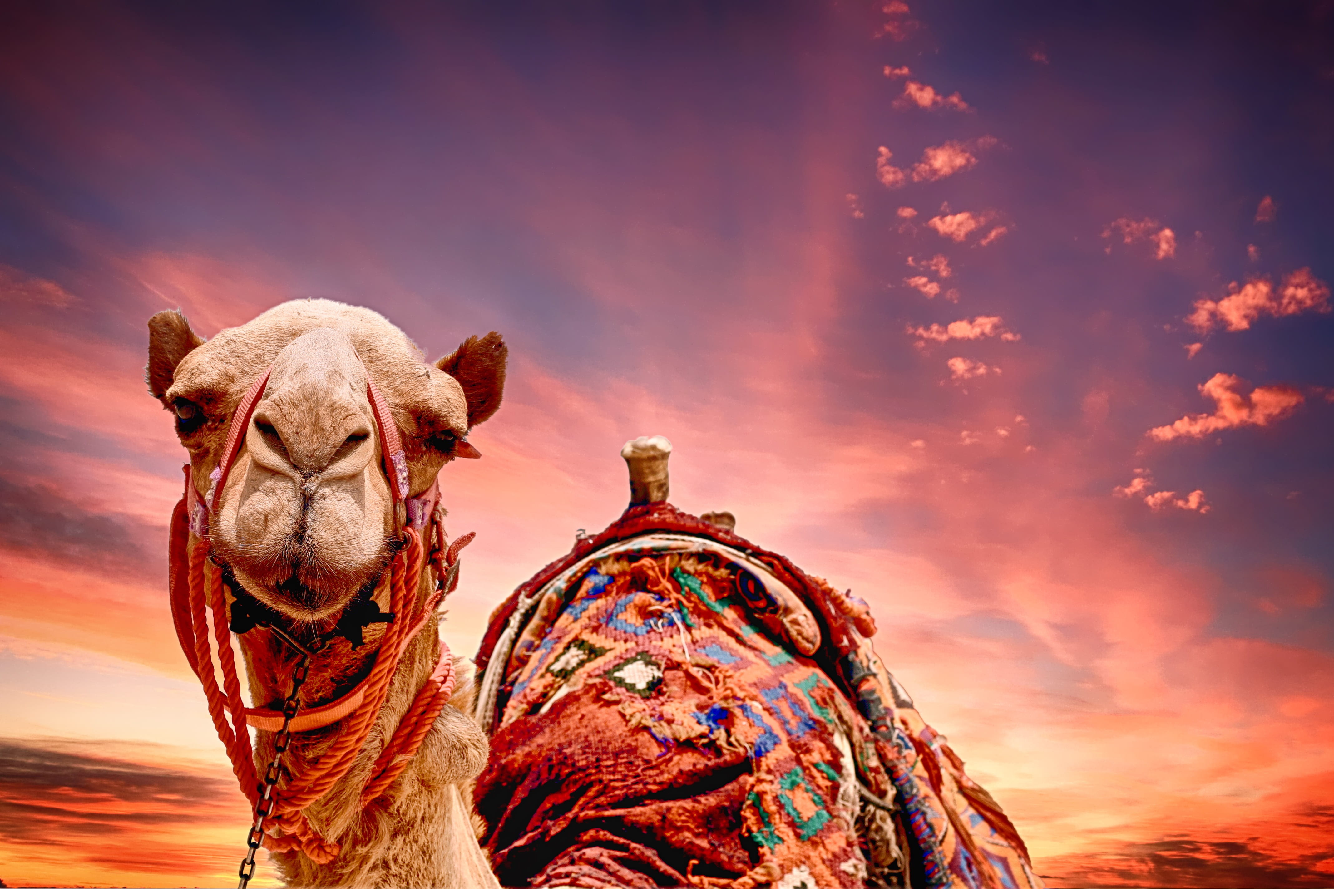 tranquility, illustration, Camel, adventure, focus, low angle view, desert, digital composite, animal themes, beauty in nature, sunset, animal body part, HD Wallpaper