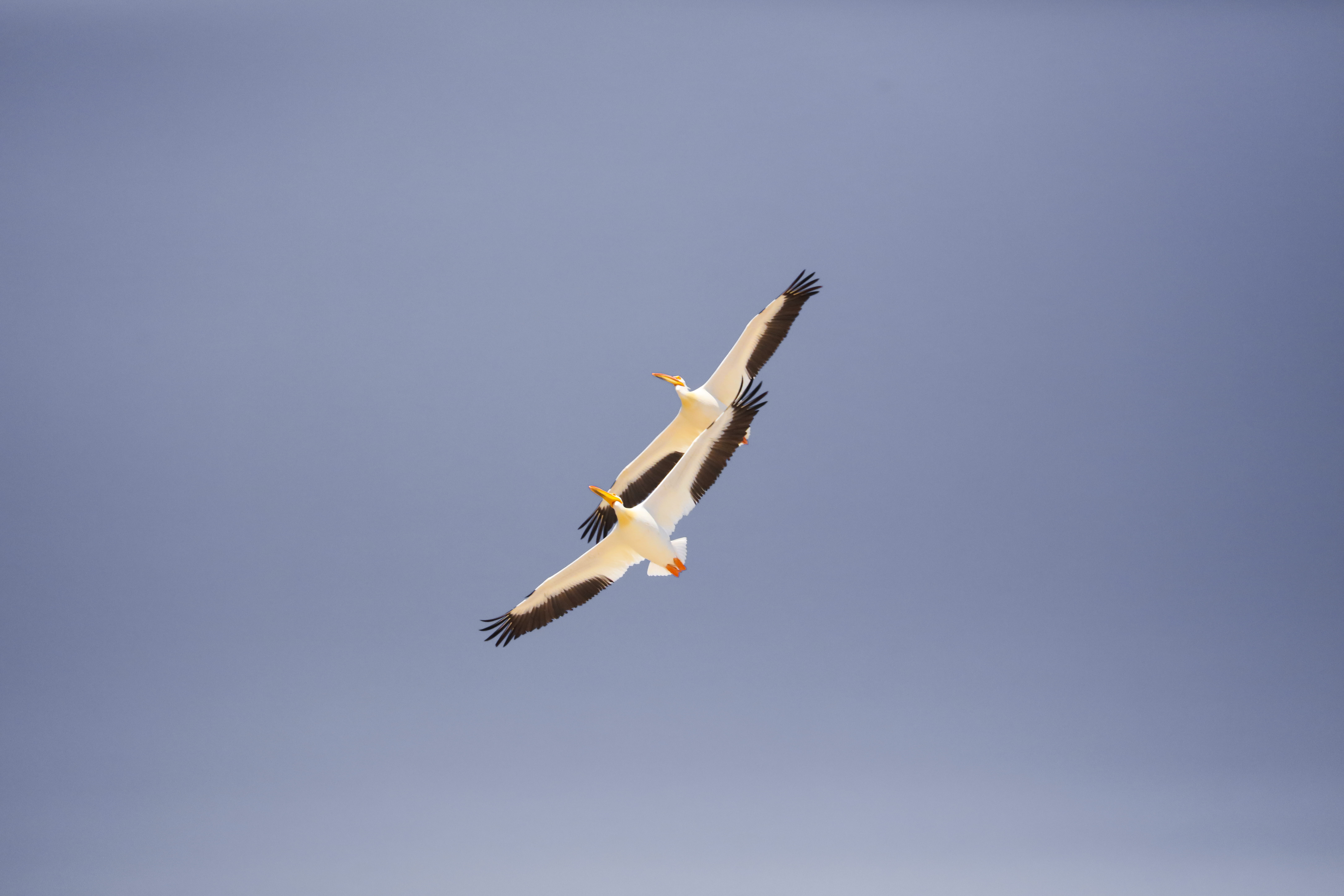 air Vehicle, transportation, mode of Transport, wing, commercial Airplane, photography, aerospace Industry, plane, travel, bird, military airplane, airport, HD Wallpaper