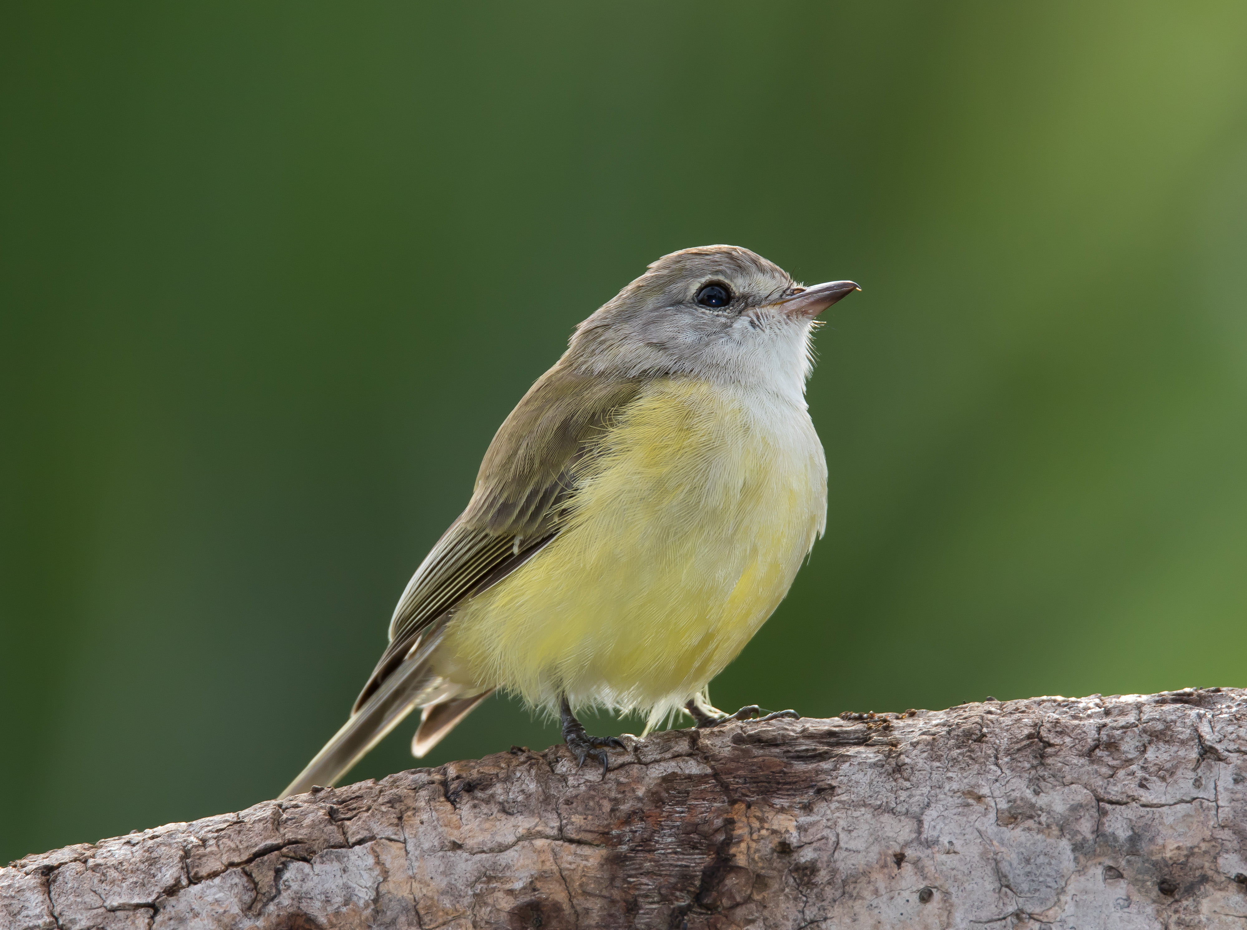 shallow focus, bird, tree branch, lemon, shallow, beak, animals In The Wild, microeca, branch, aka, photography, tree, Microeca flavigaster, 4K, yellow, HD Wallpaper