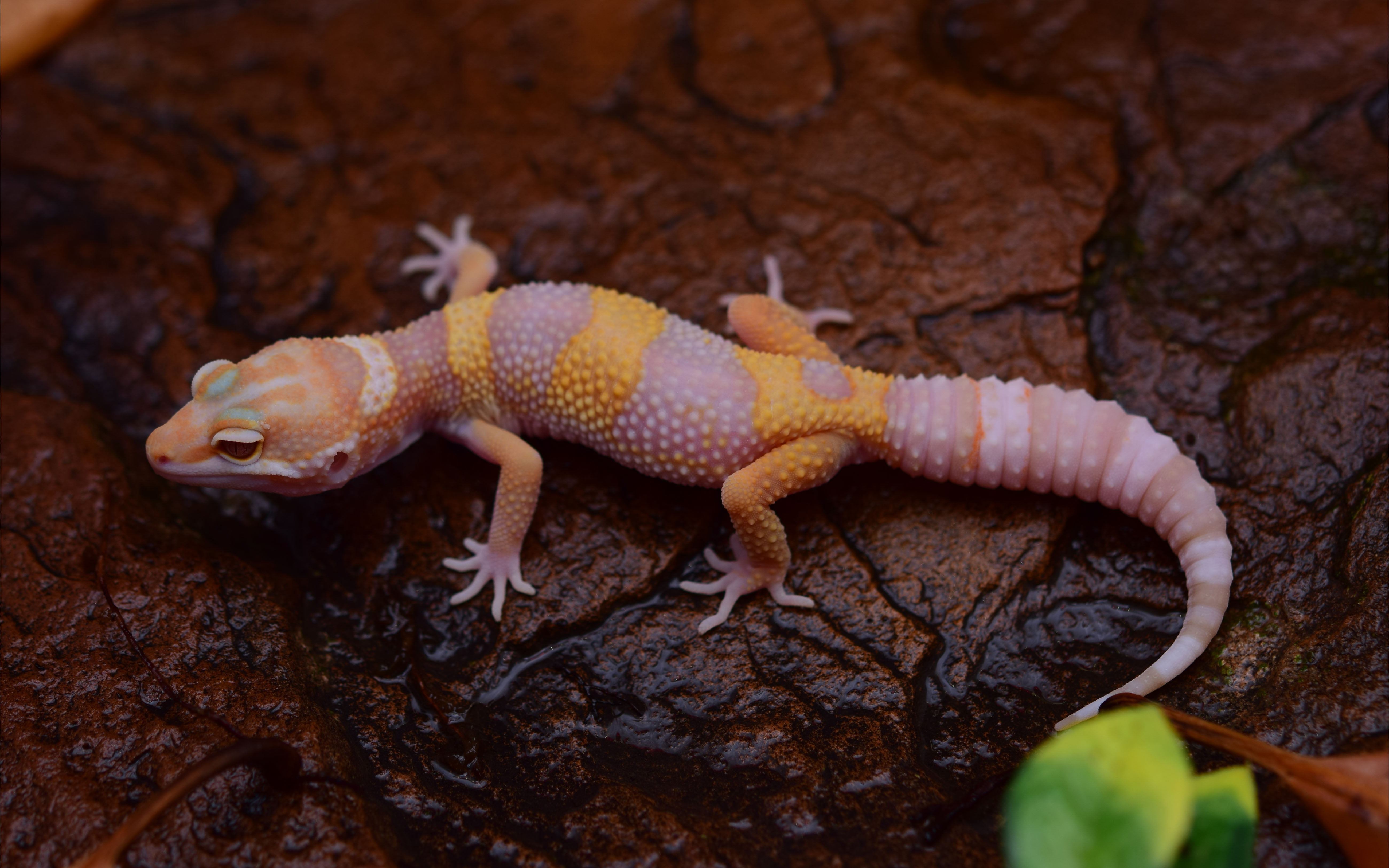 rainwater, eclipse, plant part, vertebrate, animal, one animal, tree, bell, reptile, rock, close-up, albino, las, day, leaf, plant, animal wildlife, mouth open, HD Wallpaper