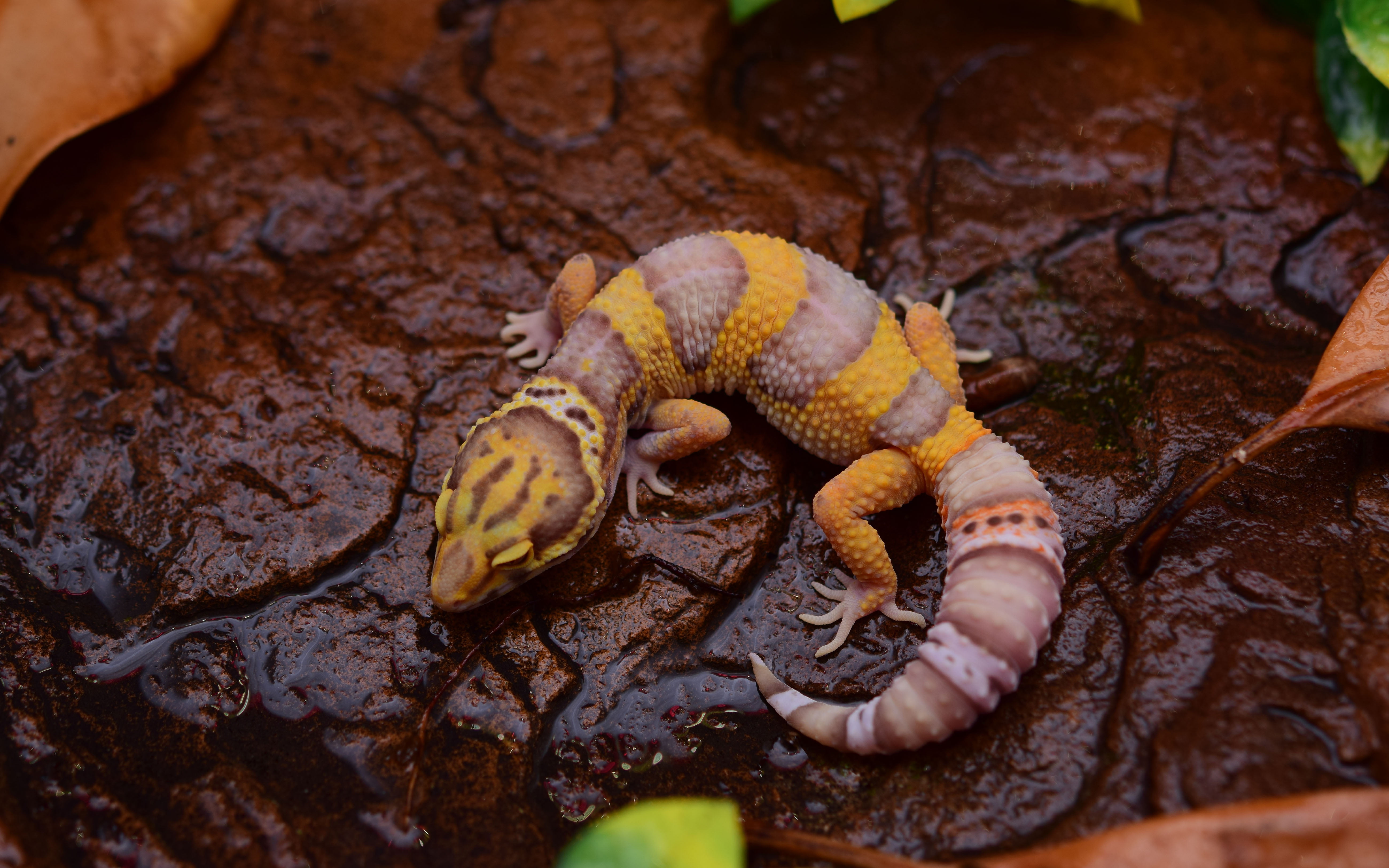 outdoors, one animal, las, close-up, rainwater, no people, reptile, amphibian, land, animal wildlife, day, rock, 5K, eclipse, high angle view, HD Wallpaper