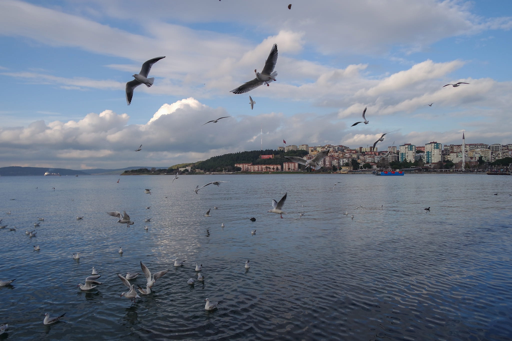 seagull, animal themes, animal, nature, outdoors, canakkale, bird, blue, marine, animals in the wild, landscape, cloud - sky, body of water, mid-air, spread wings, HD Wallpaper