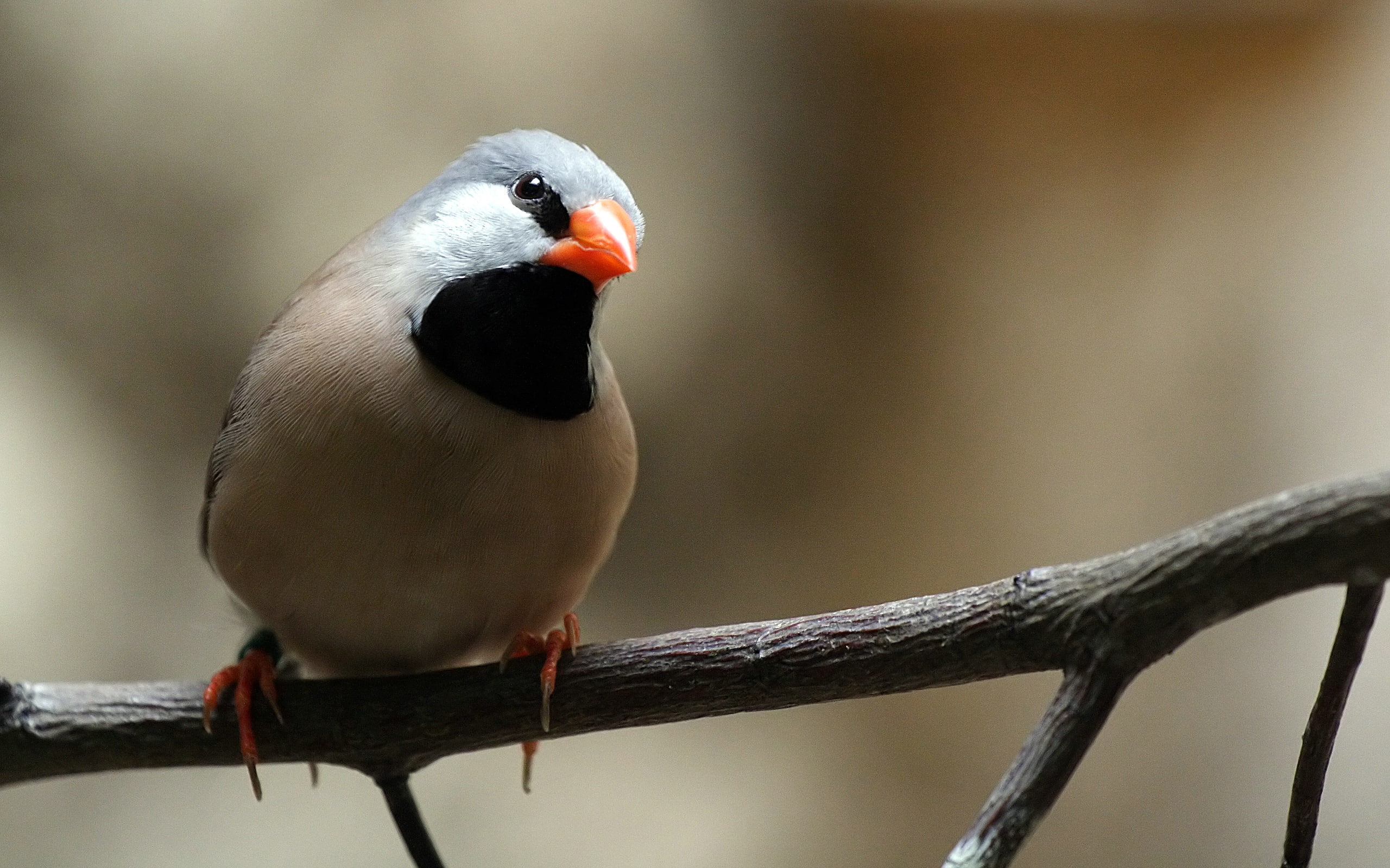 finch, 2K, hd, bird, throated, animals, black, brown, HD Wallpaper