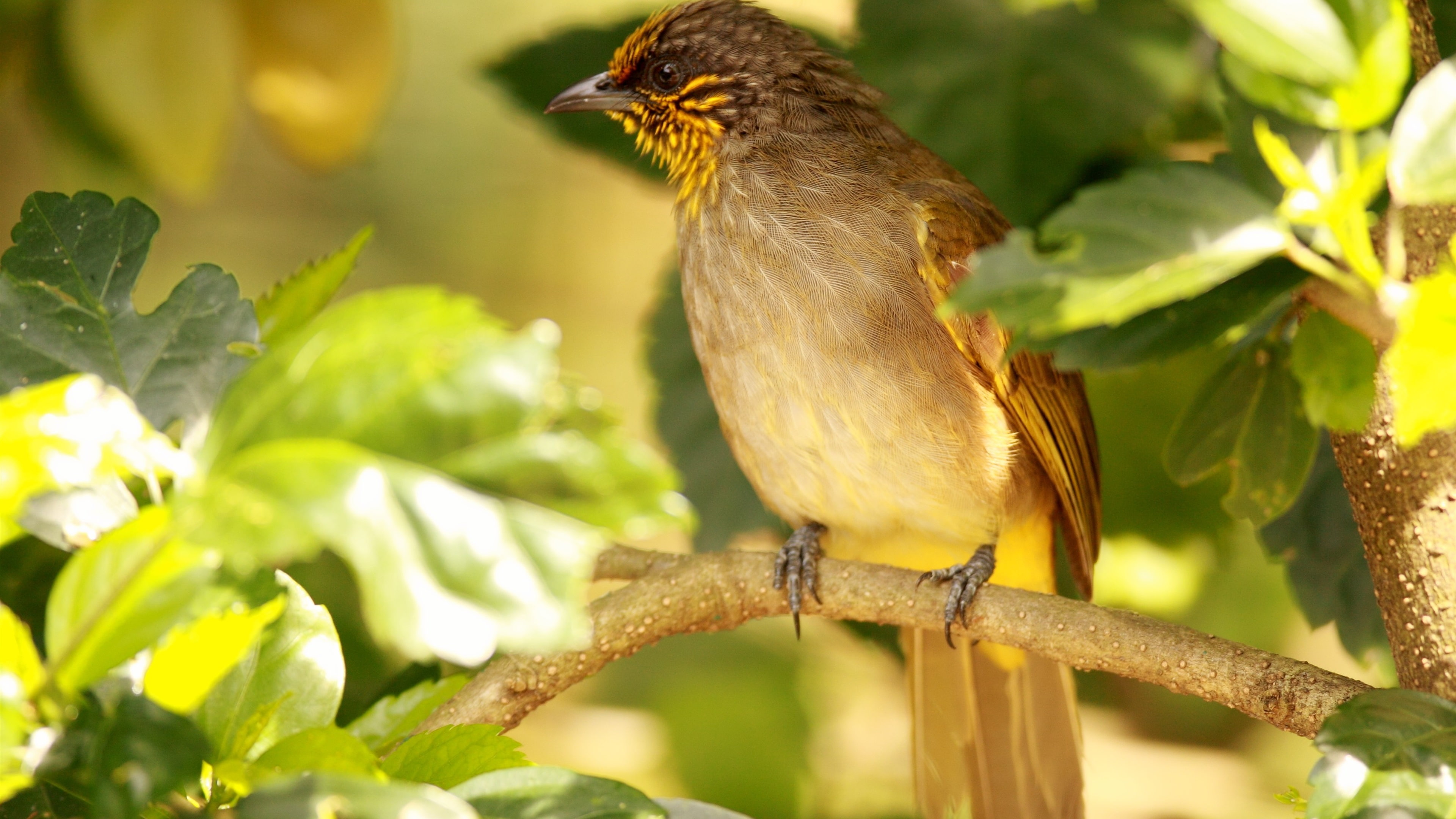 Tree, Leaves, Stripe, 4K, Bird, Bulbul, Throated, HD Wallpaper