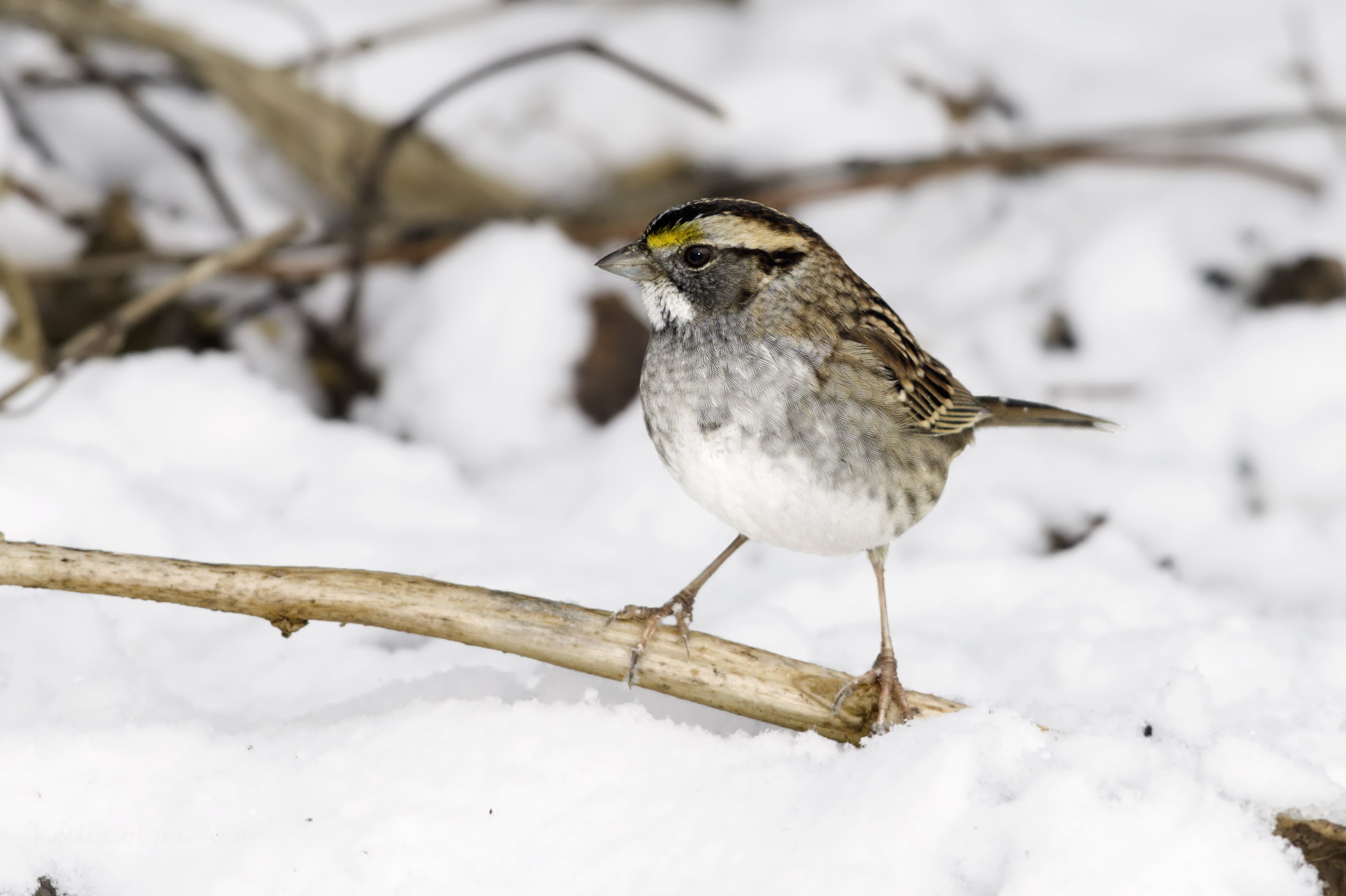 outdoors, grey, photo, snow, throated, USA, tree, wildlife, standing, beak, tree branch, sparrow, close up, White-Throated Sparrow, 2K, branch, brown, HD Wallpaper