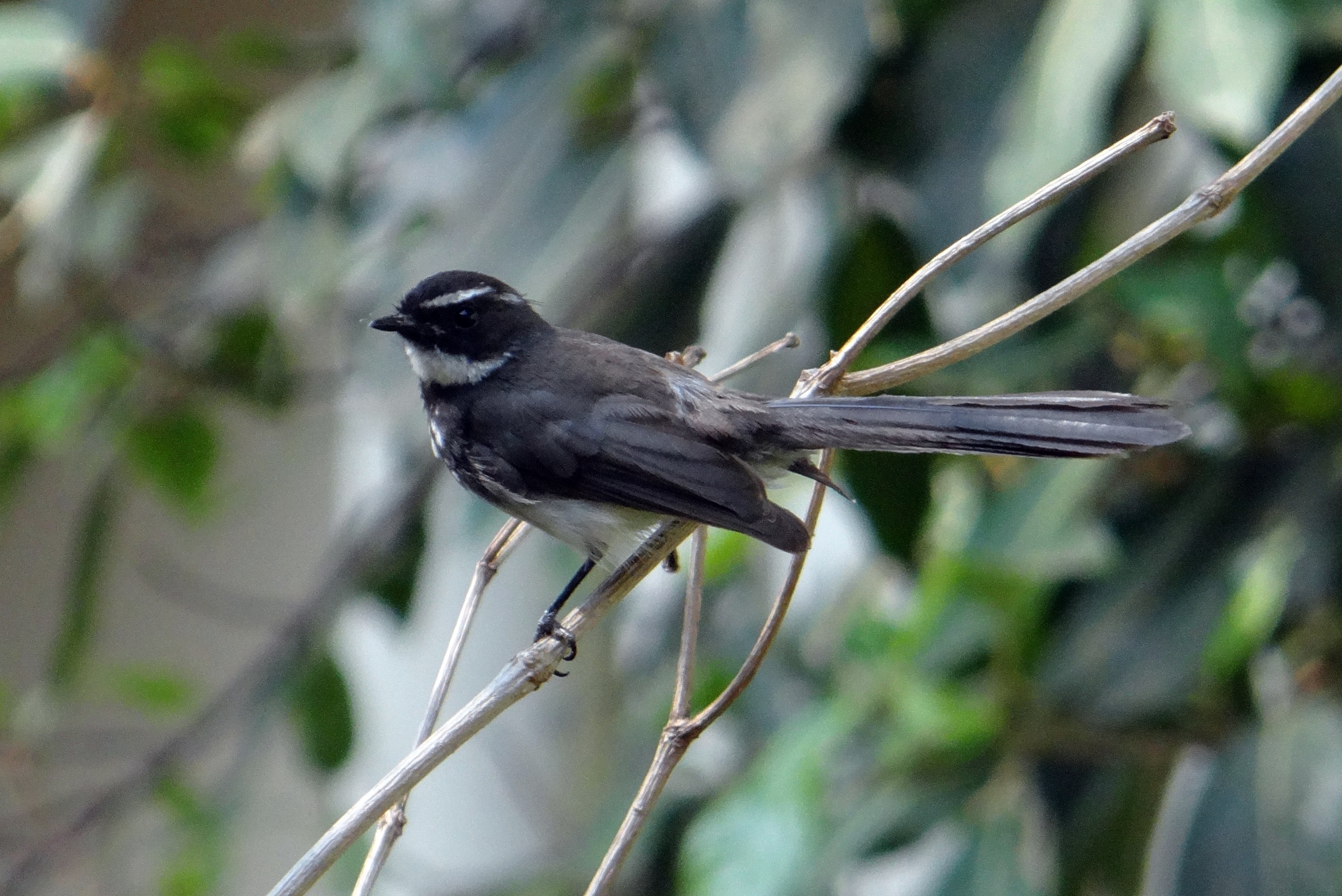 dharwad, white-throated fantail flycatcher, animals in the wild, insectivorous, bird, focus on foreground, zoology, vertebrate, twig, animal wildlife, perching, HD Wallpaper