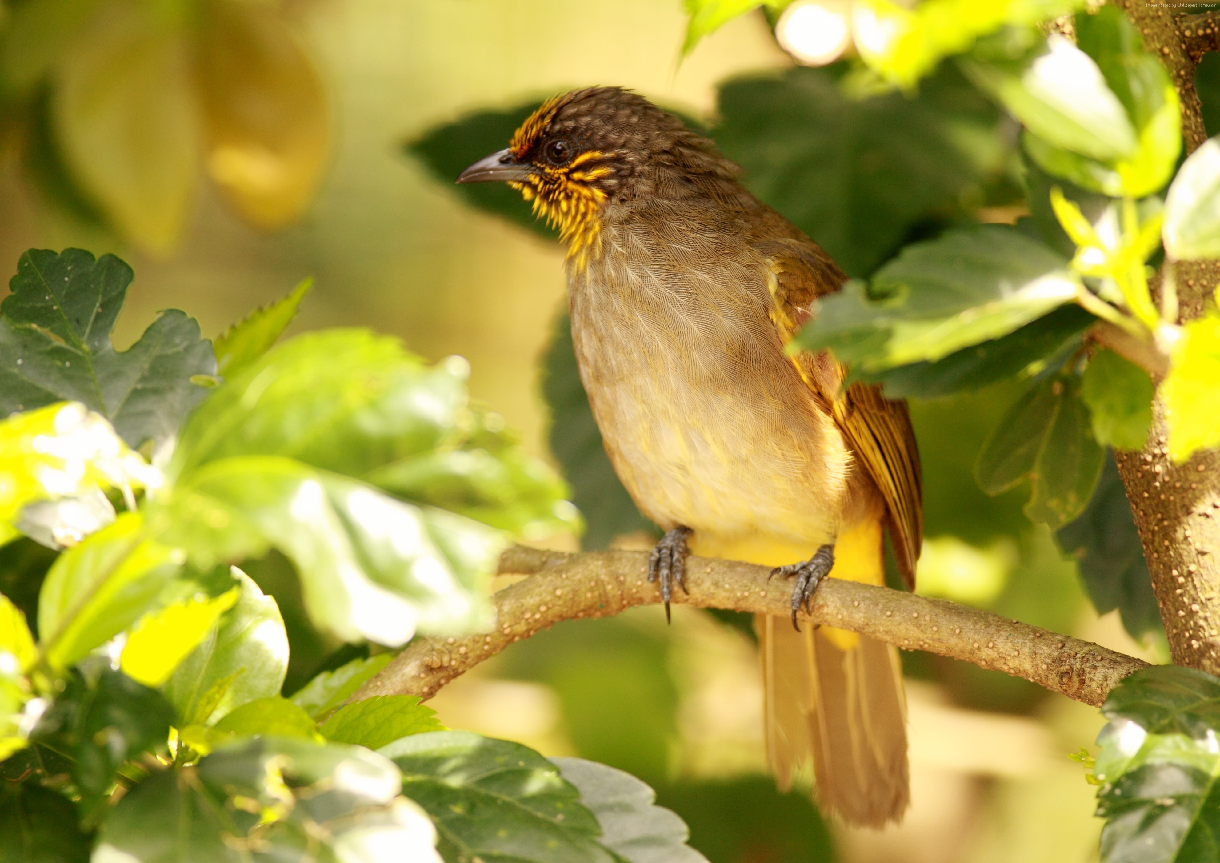 tree, nature, Burma, Cambodia, bird, Laos, sunny day, Malaysia, Stripe Throated Bulbul, 4K, green, China, Thailand, tourism, HD Wallpaper