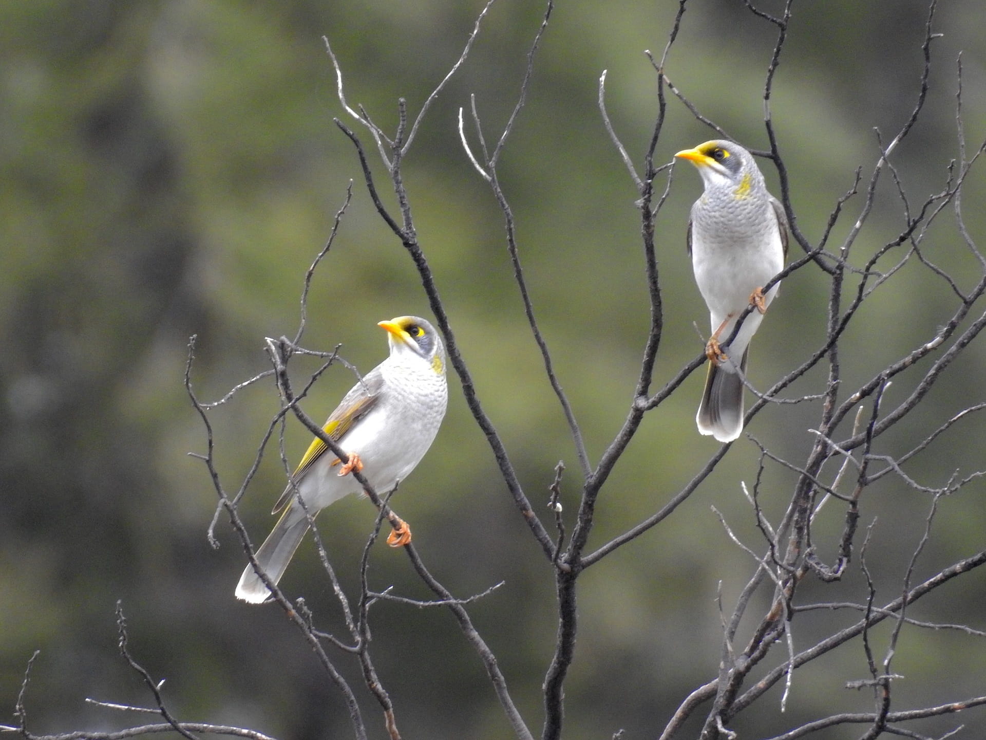 flocks, bare tree, outdoors, perched, animal wildlife, aggressive, 1080P, birds, group of animals, nectar, branch, watching, bird, australia, loud, bush, HD Wallpaper