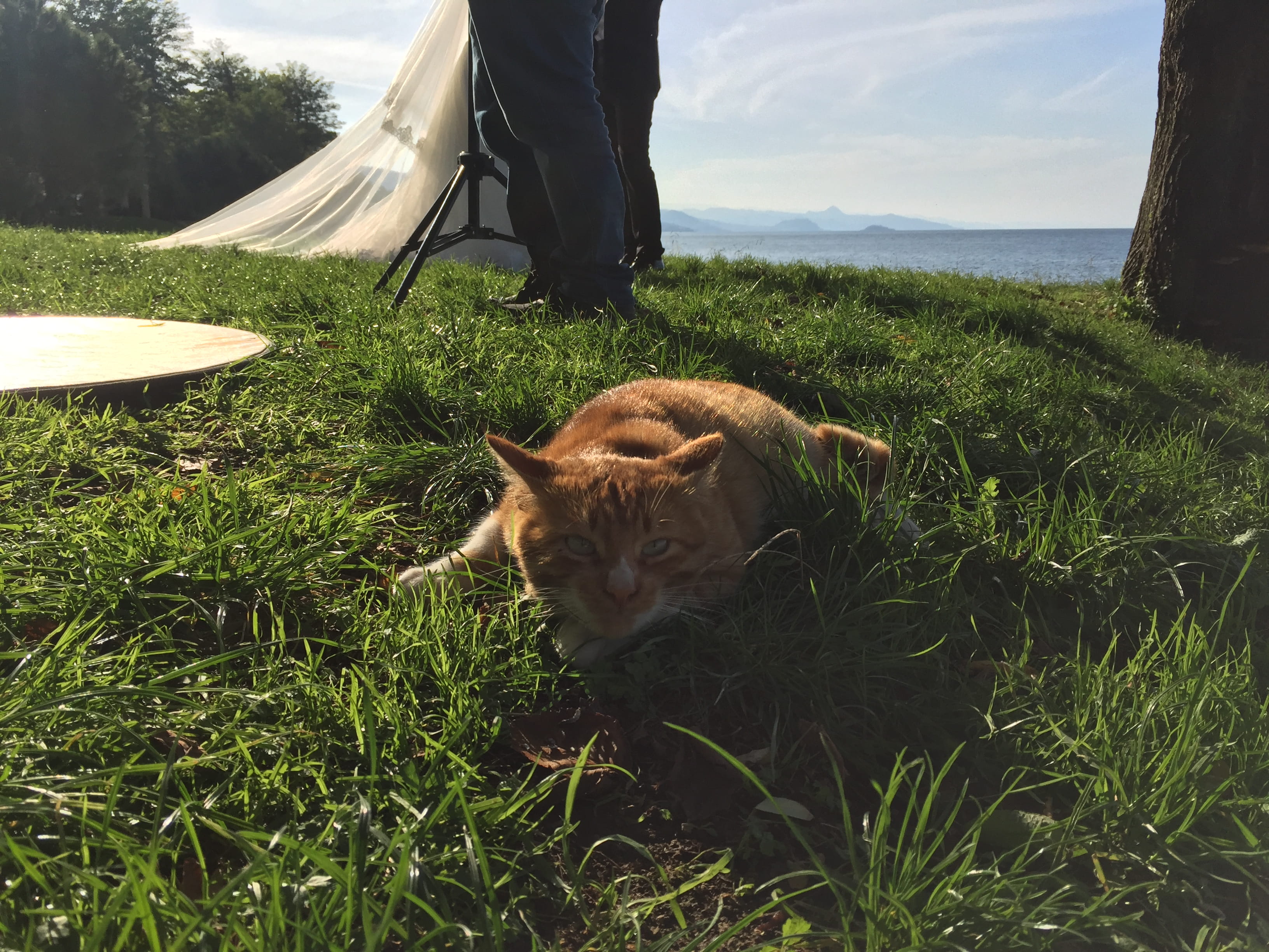 mammal, feline, domestic animals, cat, bride and groom, plant, grass, seaside, domestic cat, people, pets, 2K, nature, giresun, relaxation, one animal, HD Wallpaper