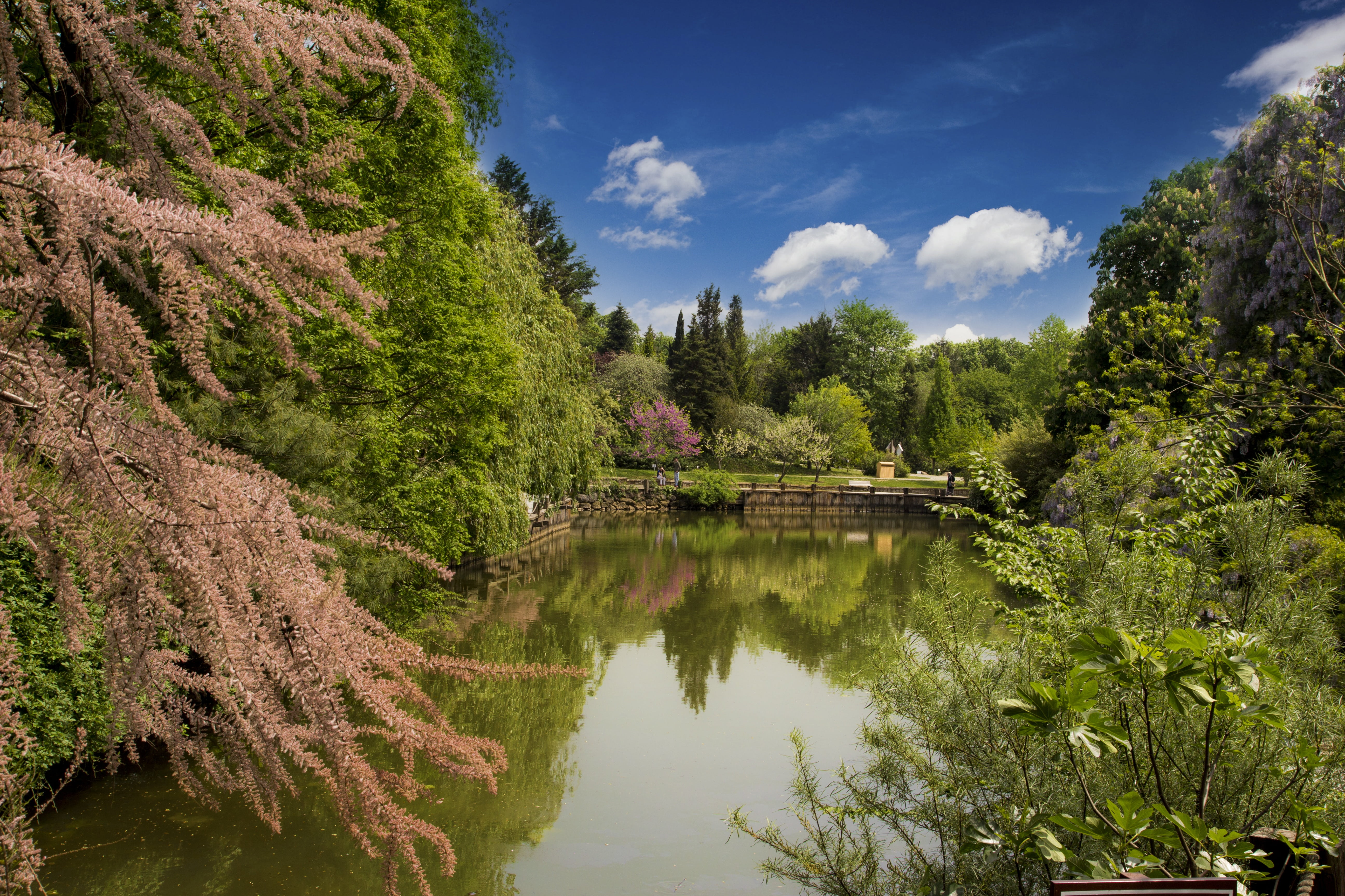 green, tranquil scene, tranquility, flower, beauty in nature, outdoors, coniferous tree, non-urban scene, nature, arberotumu, trees, growth, scenics - nature, HD Wallpaper