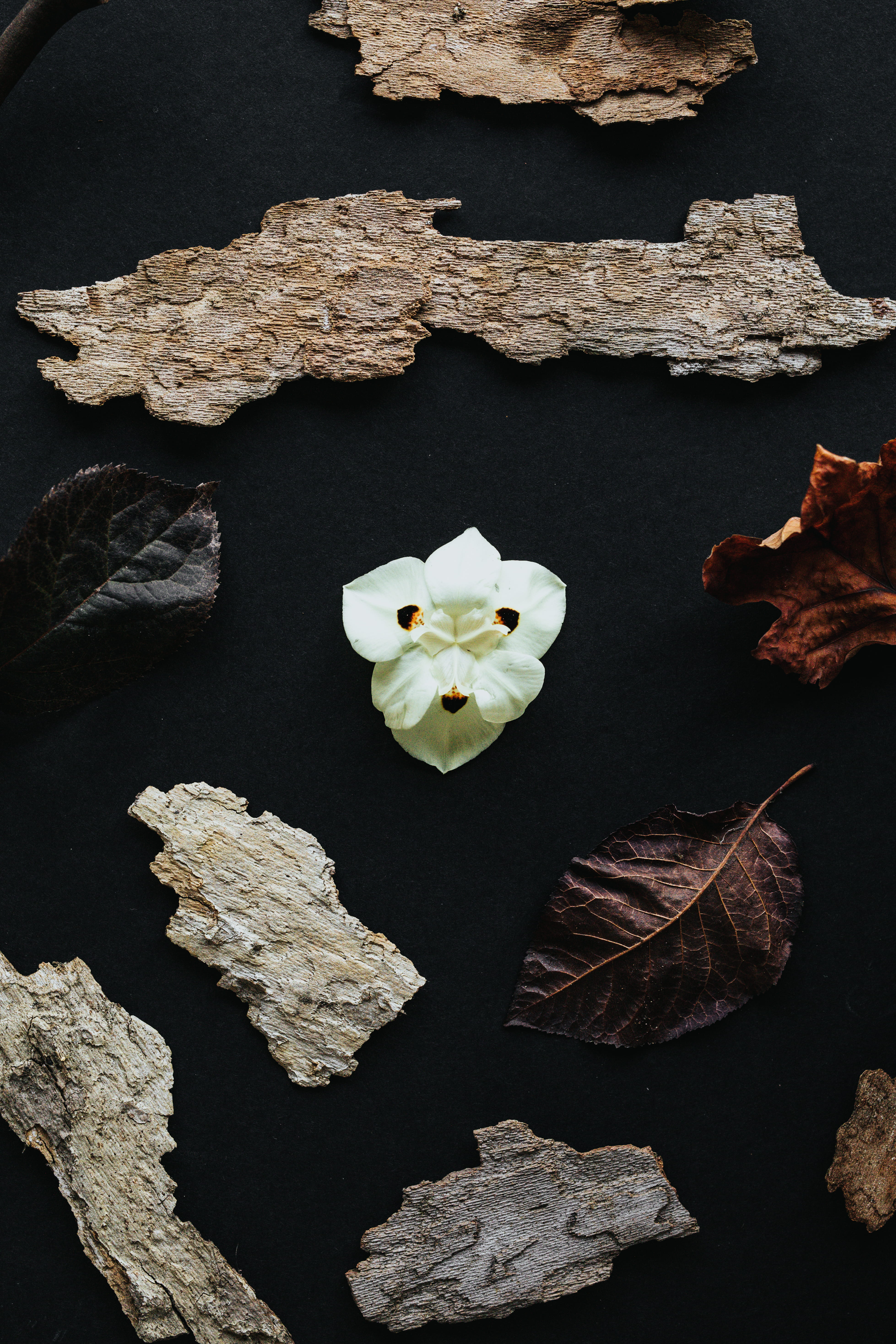 silver, crystal, beauty in nature, flowering plant, maple, fossil, freshness, no people, mineral, inflorescence, rubble, still life, tree, veins, 5K, rock, Phone HD Wallpaper