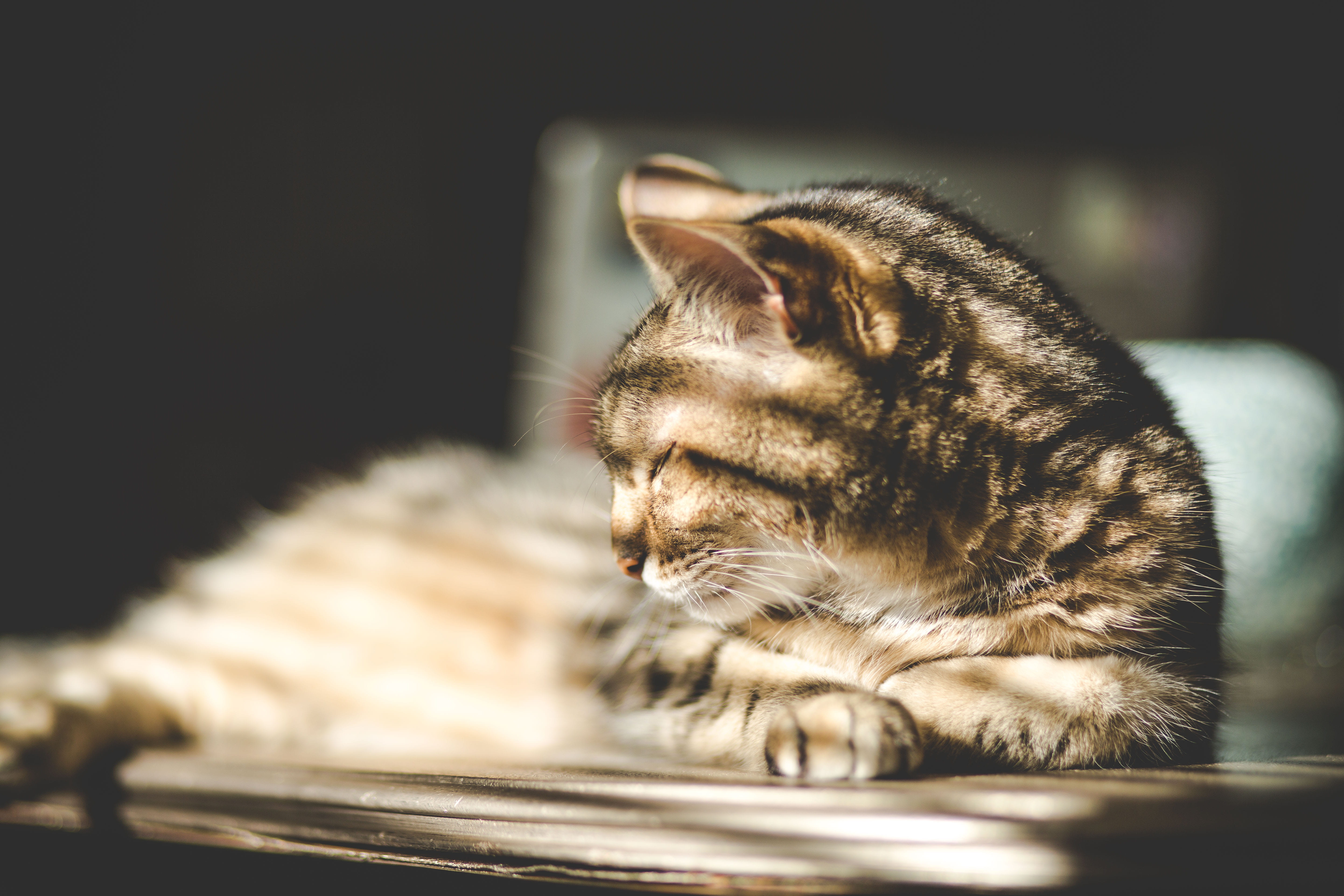 pets, eyes closed, shadow, animal themes, feline, cute, indoors, pride, domestic cat, sunlight, whisker, sleeping, cat, alone, ignorance, domestic animals, HD Wallpaper