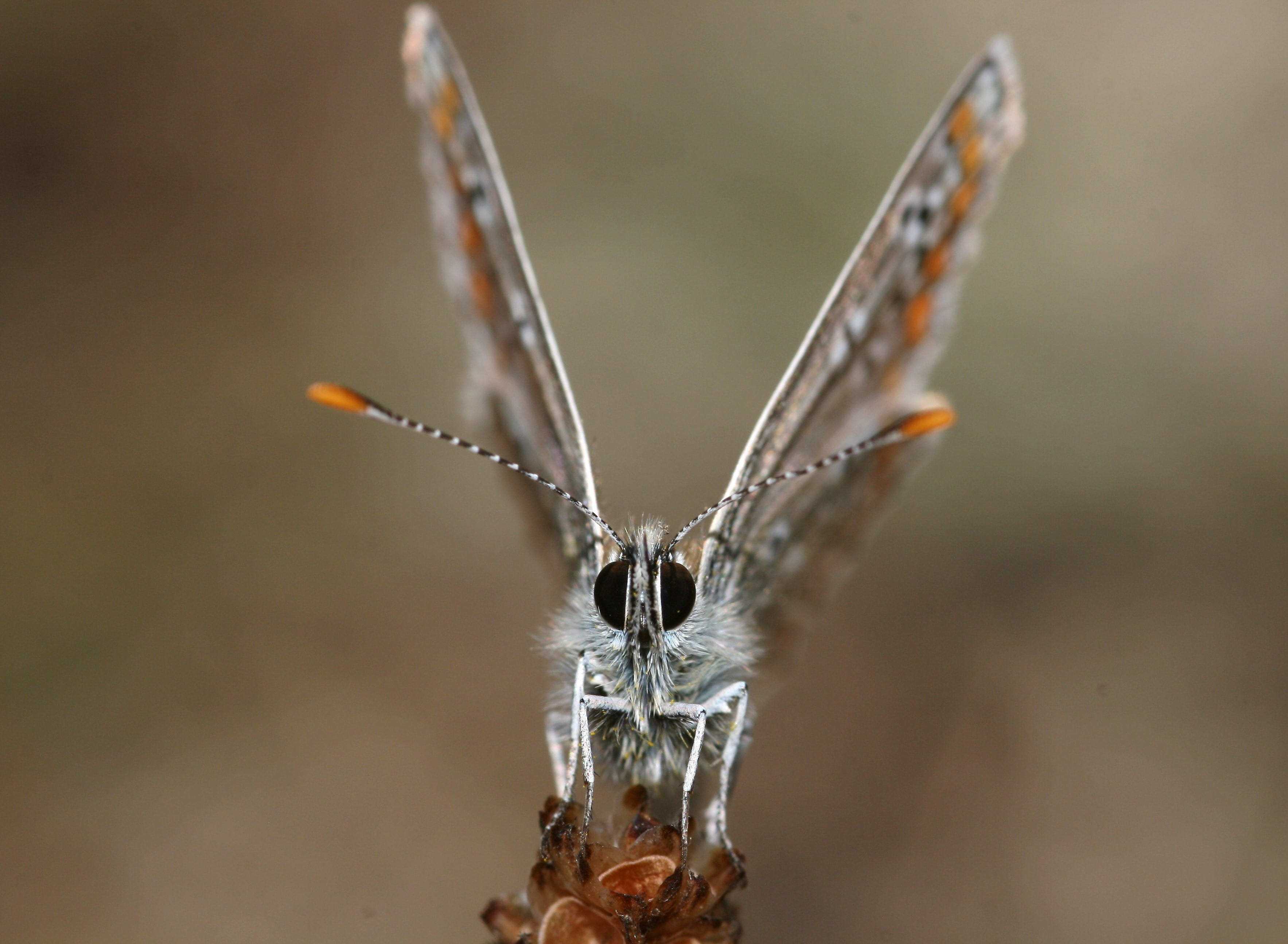 aricia, animal, 2K, Show, animal Wing, Butterfly, Silver, close-up, Aricia agestis, lepidoptera, photo, macro, wildlife, Studded, lycaenidae, lycaenid, HD Wallpaper