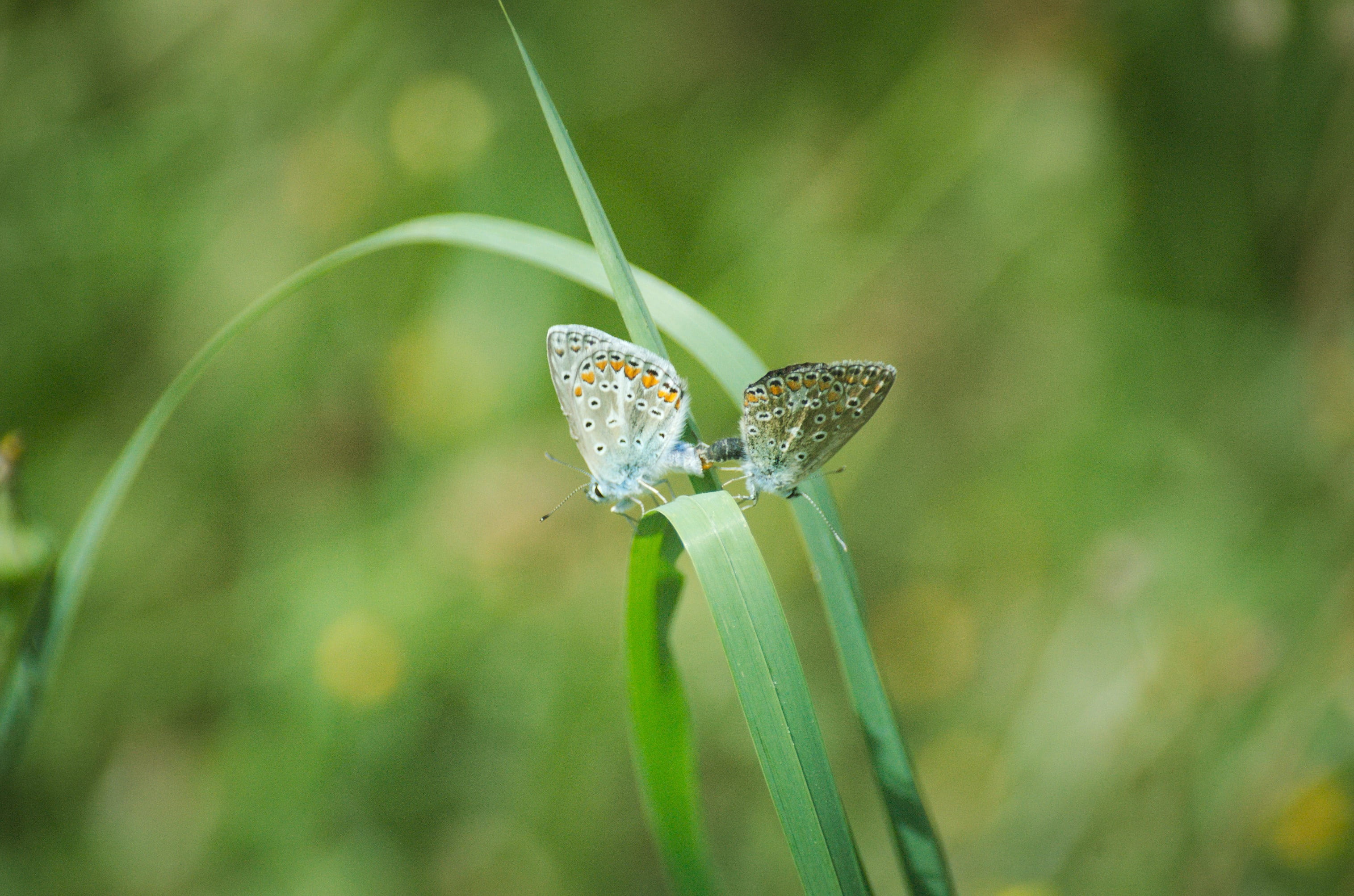 macro, 2K, day, argus-silver-studded blue, butterflies, copulation, green color, dew, common blue, pairing, animal themes, butterfly - insect, close-up, HD Wallpaper