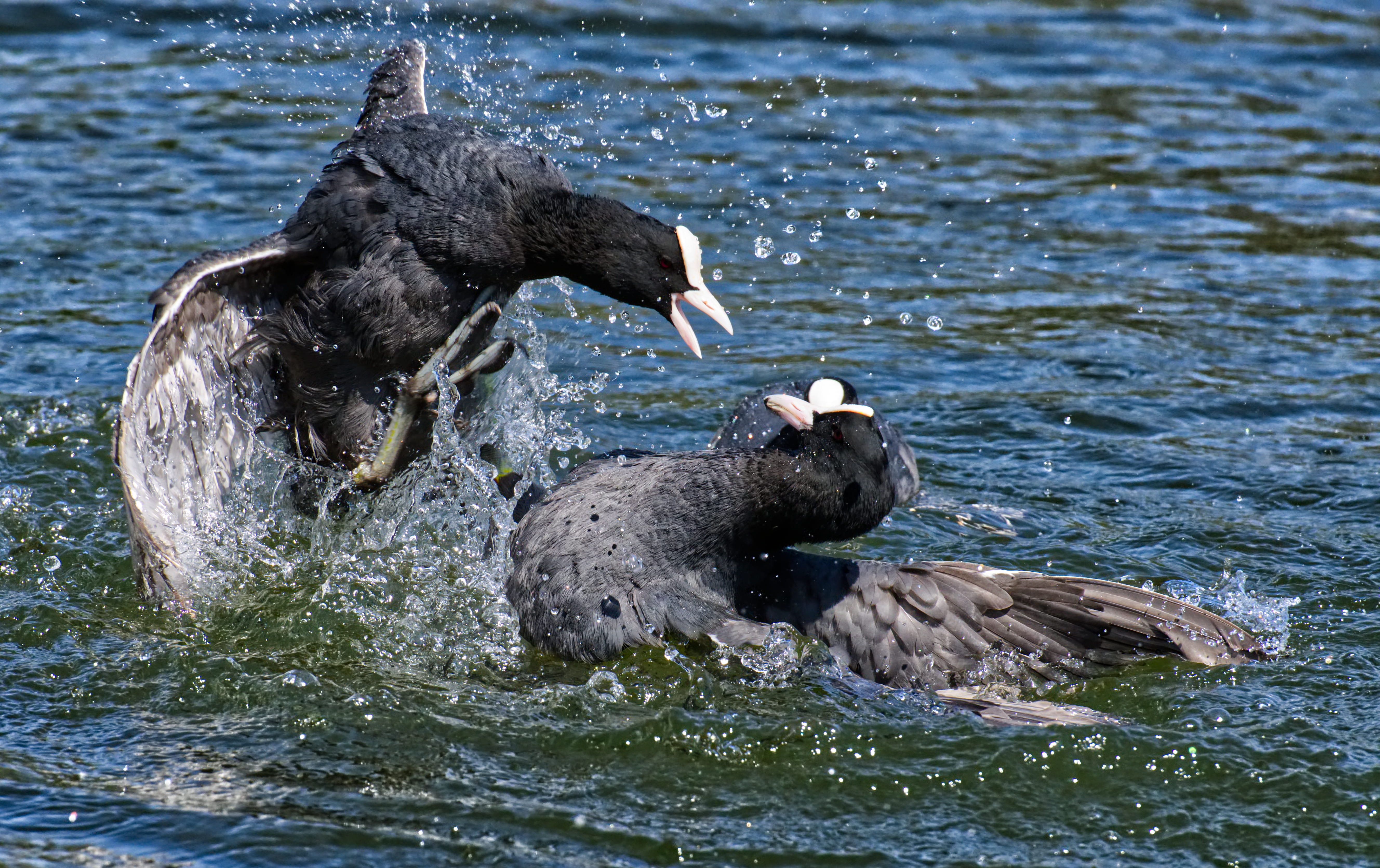lake, argue, swimmer, coot, young animal, two animals, animal wildlife, waters, mammal, bird, schwimmvogel, animal, vertebrate, day, fight, wing, waterfowl, HD Wallpaper
