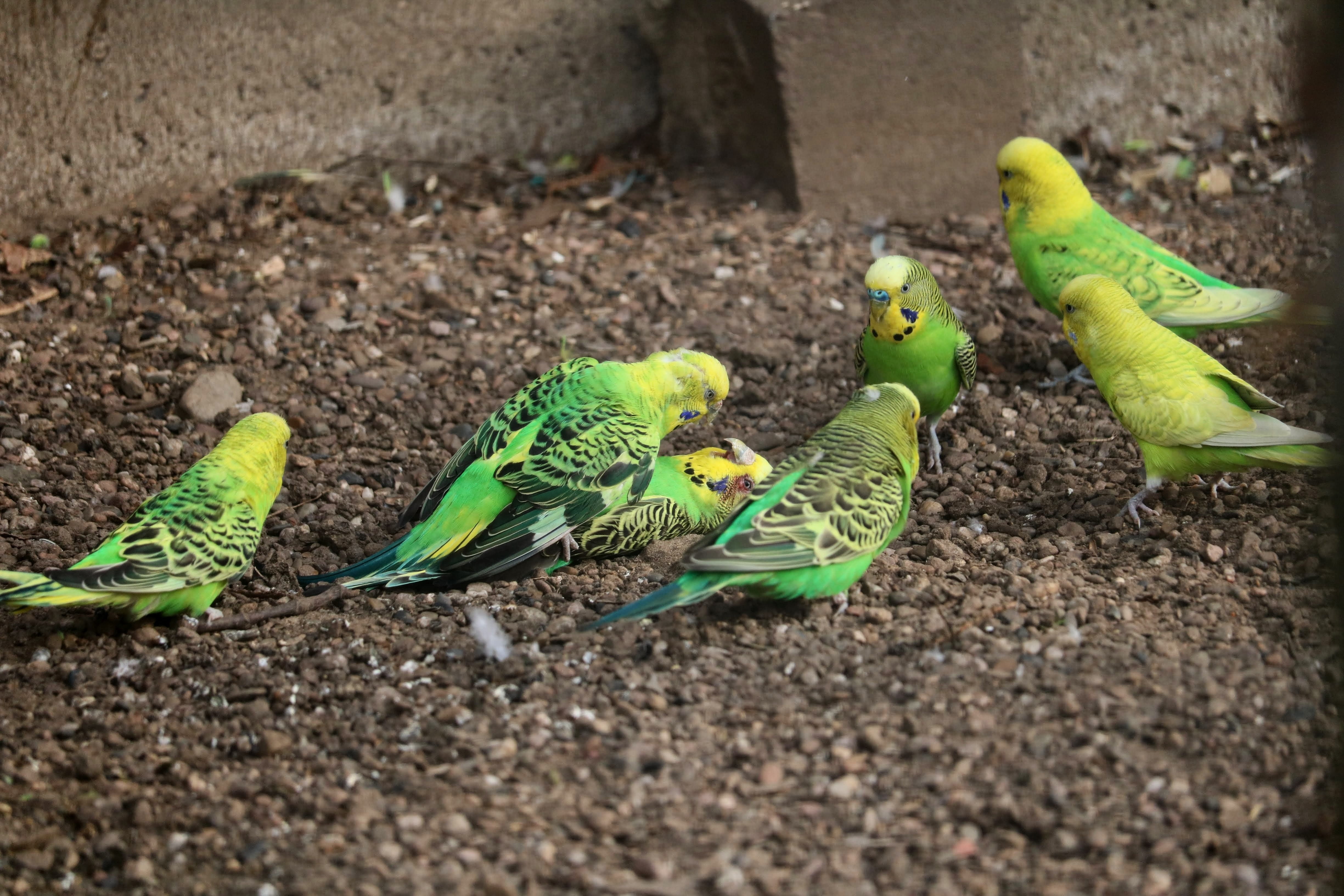 bird, selective focus, colorful, iridescent, green, colorful birds, animals in the wild, outdoors, bird feather, background, green color, zoo, day, land, HD Wallpaper