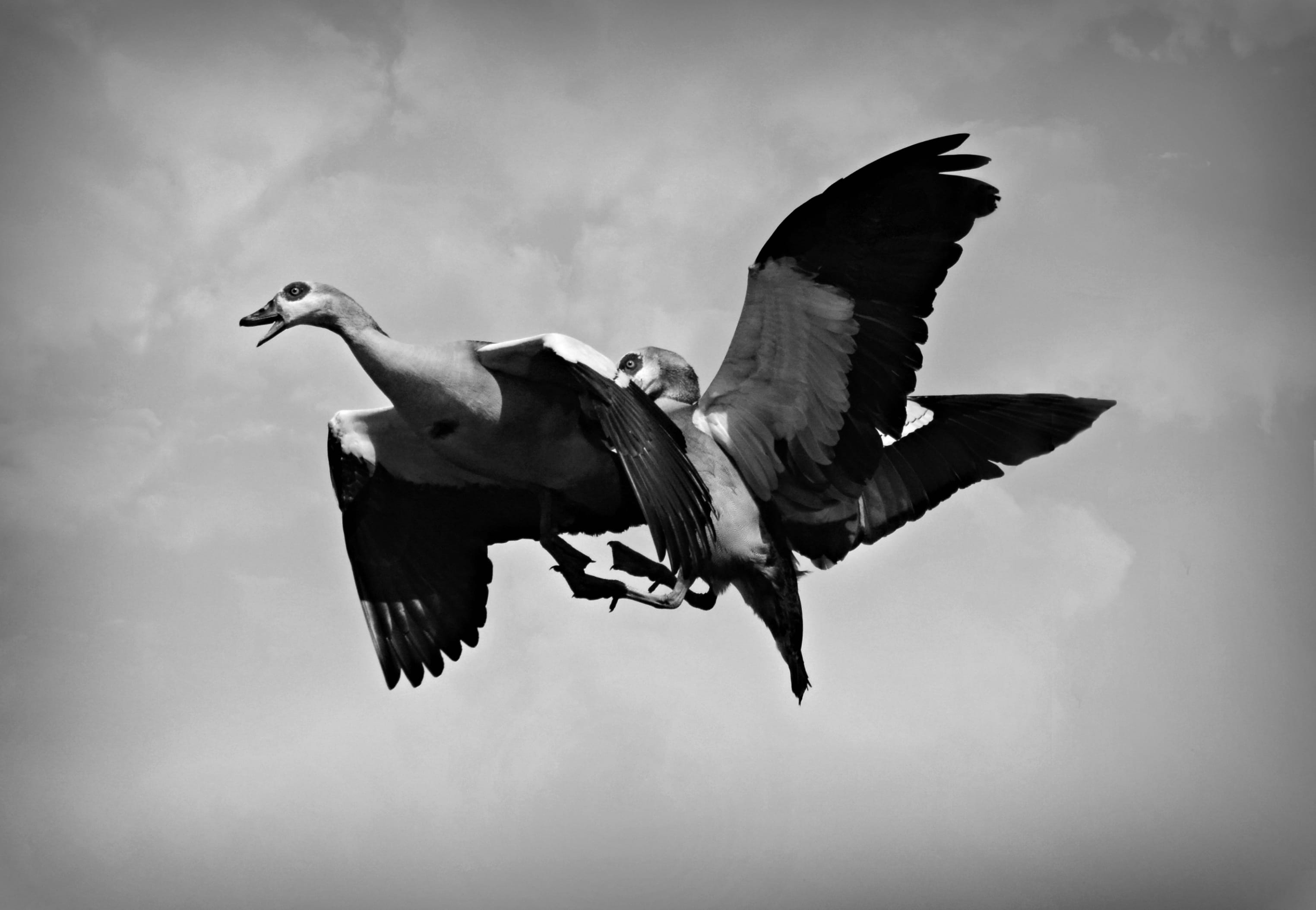 flying, vertebrate, quarrel, water bird, low angle view, full length, plumage, cloud - sky, nature, no people, mid-air, animal, animal wing, flapping, flight, HD Wallpaper