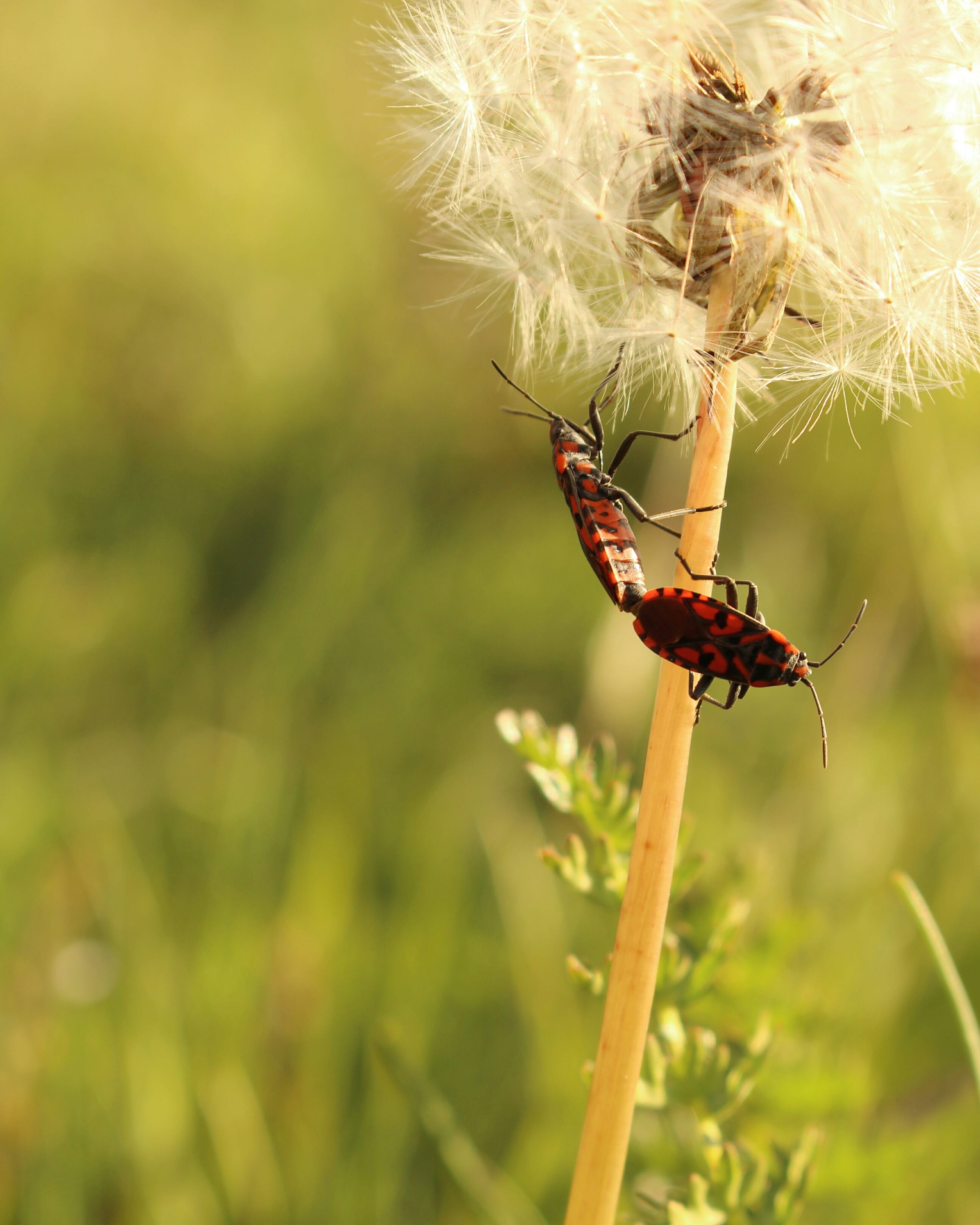 insect, pyrrhocoridae, spring, close-up, dandelion, tara, focus on foreground, seeds, animal wing, beauty in nature, invertebrate, outdoors, animal wildlife, Phone HD Wallpaper