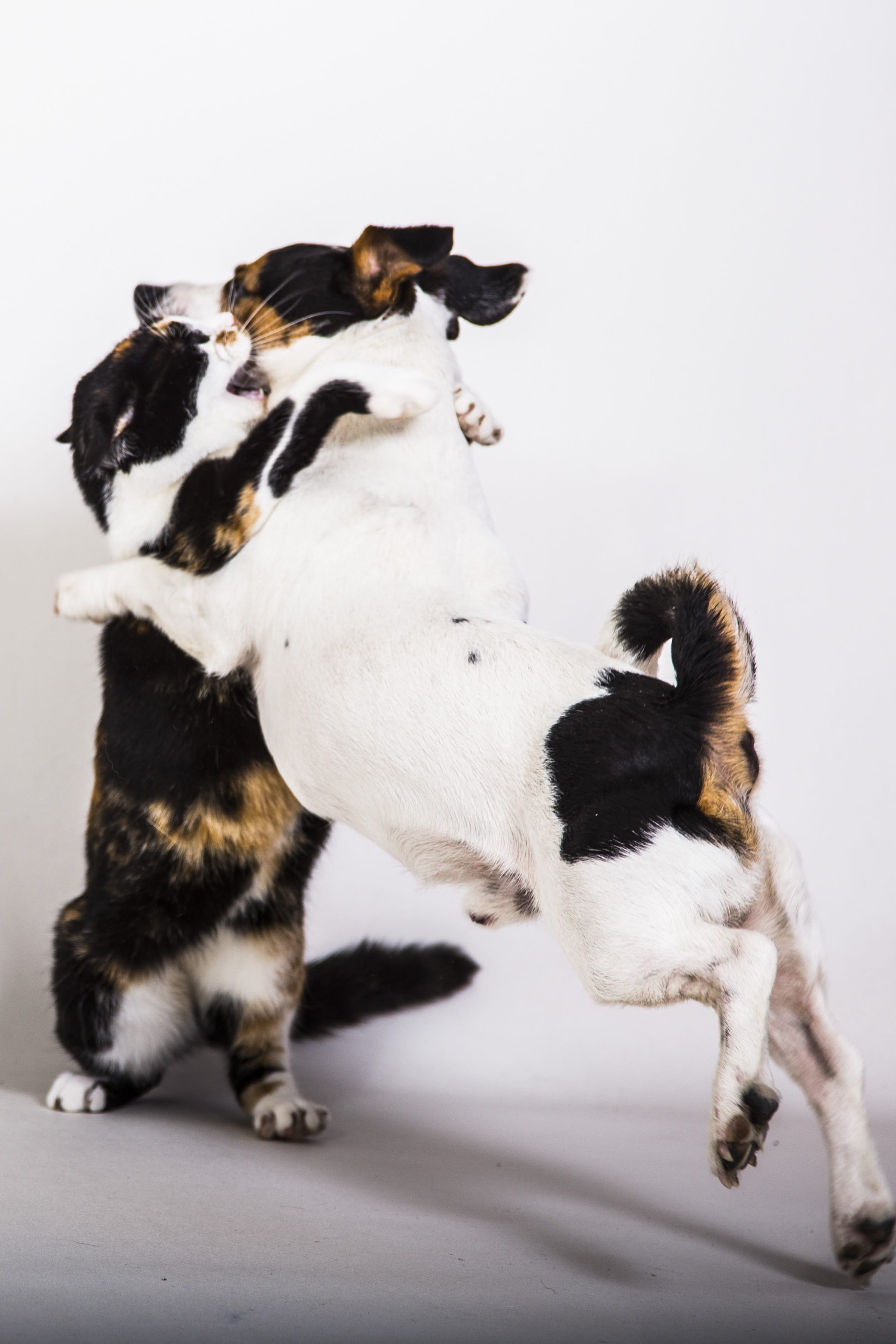 dog, feline, group of animals, no people, domestic, friendship, studio shot, two animals, Cat, jack russell terrier, Love, purebred Dog, indoors, 2K, small, Phone HD Wallpaper
