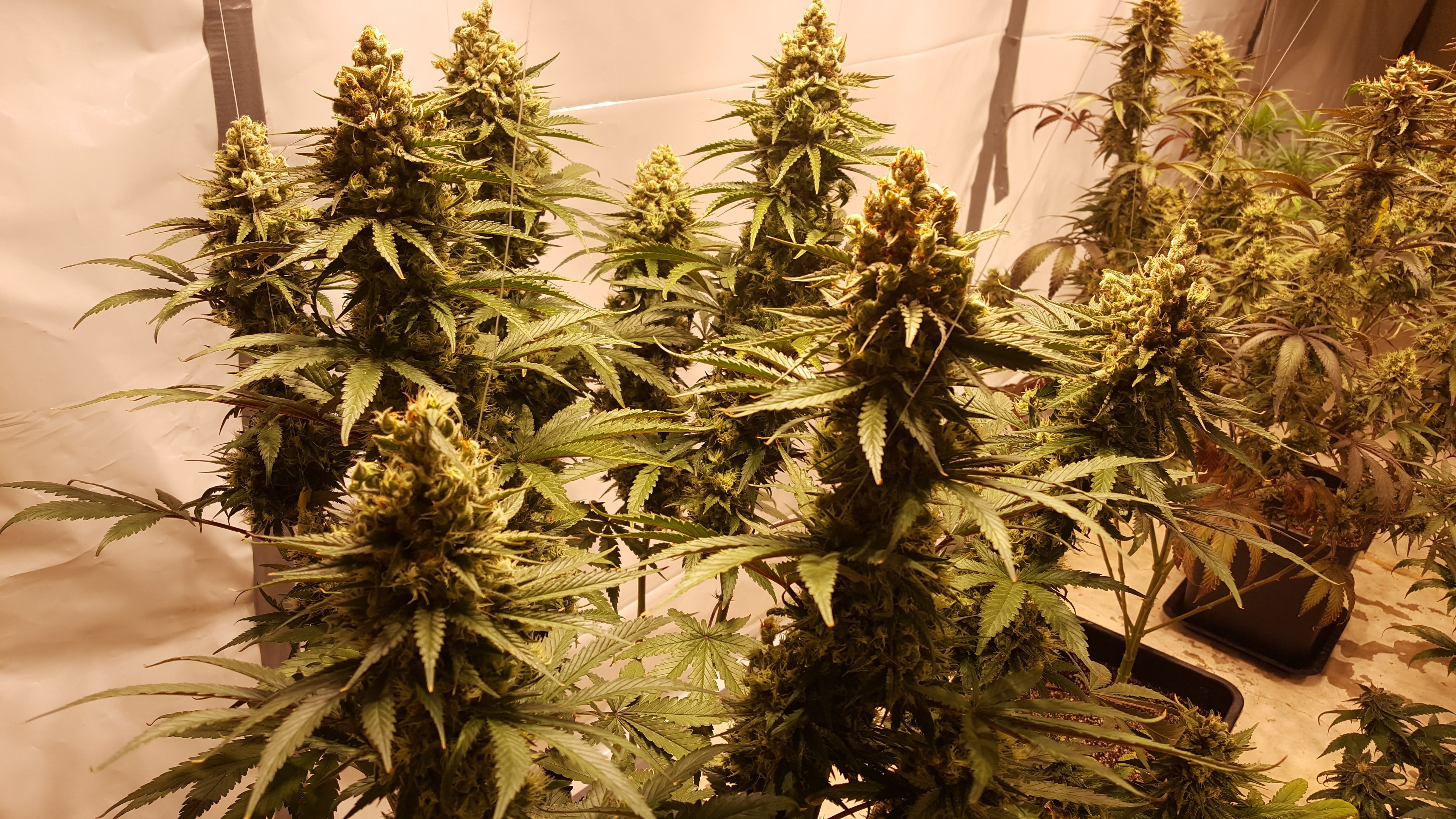 green color, medicine, field, outdoors, herb, 5K, crop, agriculture, nature, food, no people, growth, cannabis plant, marijuana - herbal cannabis, tree, HD Wallpaper