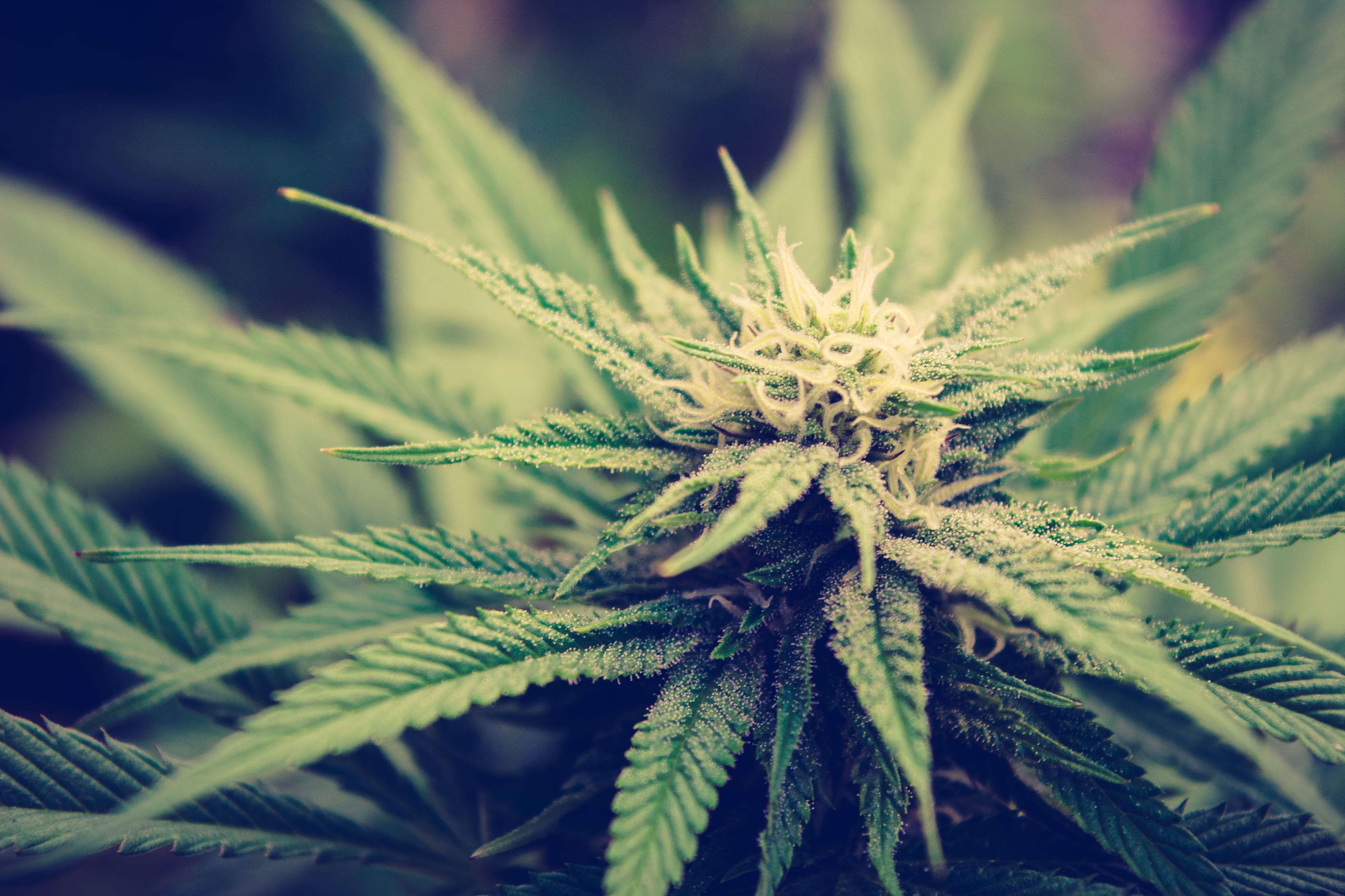 close-up, focus, leaf, medicine, beauty in nature, outdoors, narcotic, 4K, food, healthcare and medicine, pot, plant part, photography, nature, leafed, HD Wallpaper