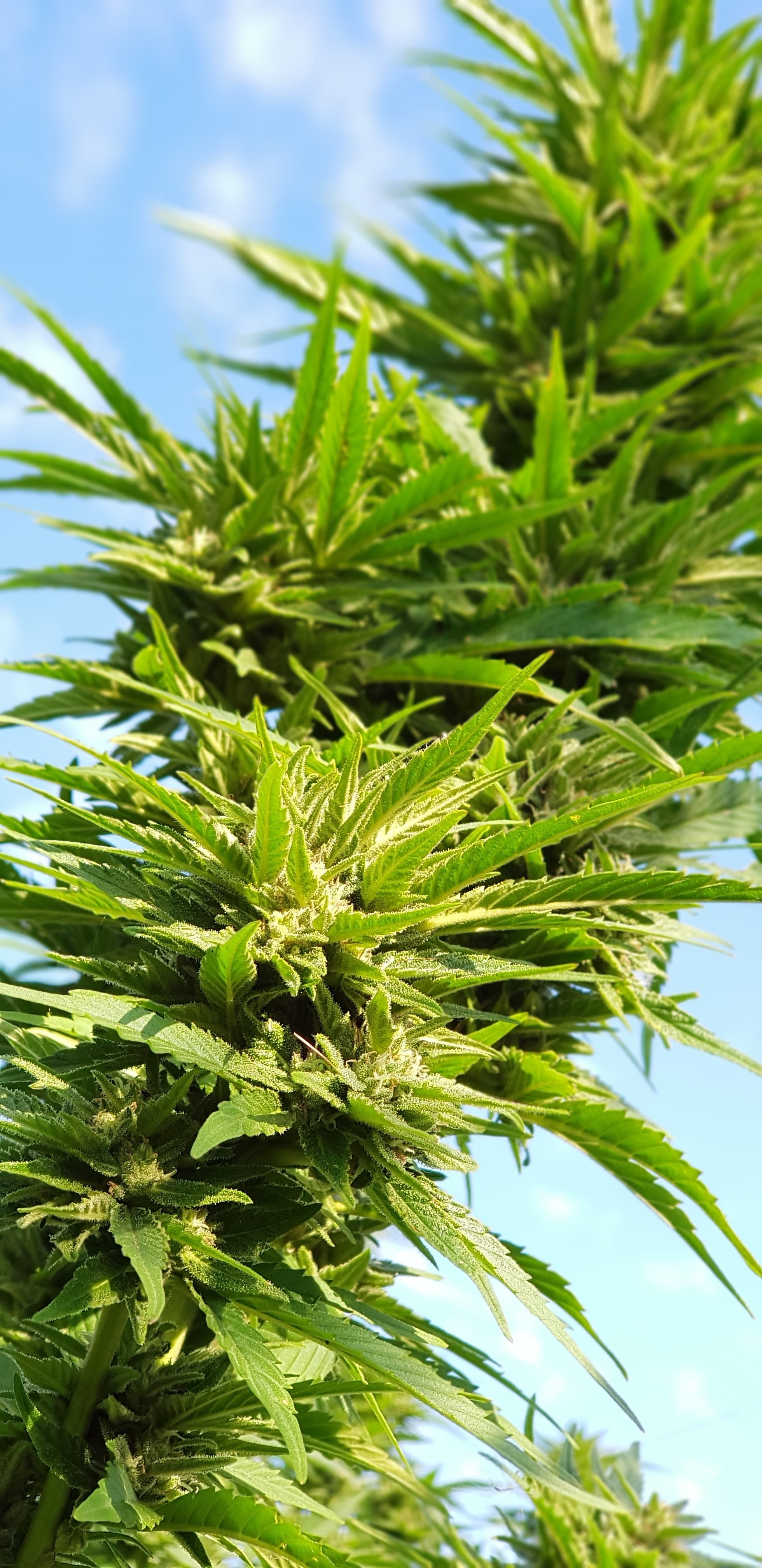 leaf, sky, close-up, tranquility, marijhuana, beauty in nature, drugs, day, weed, outdoors, 4K, tree, plant part, coniferous tree, freshness, healing, Phone HD Wallpaper