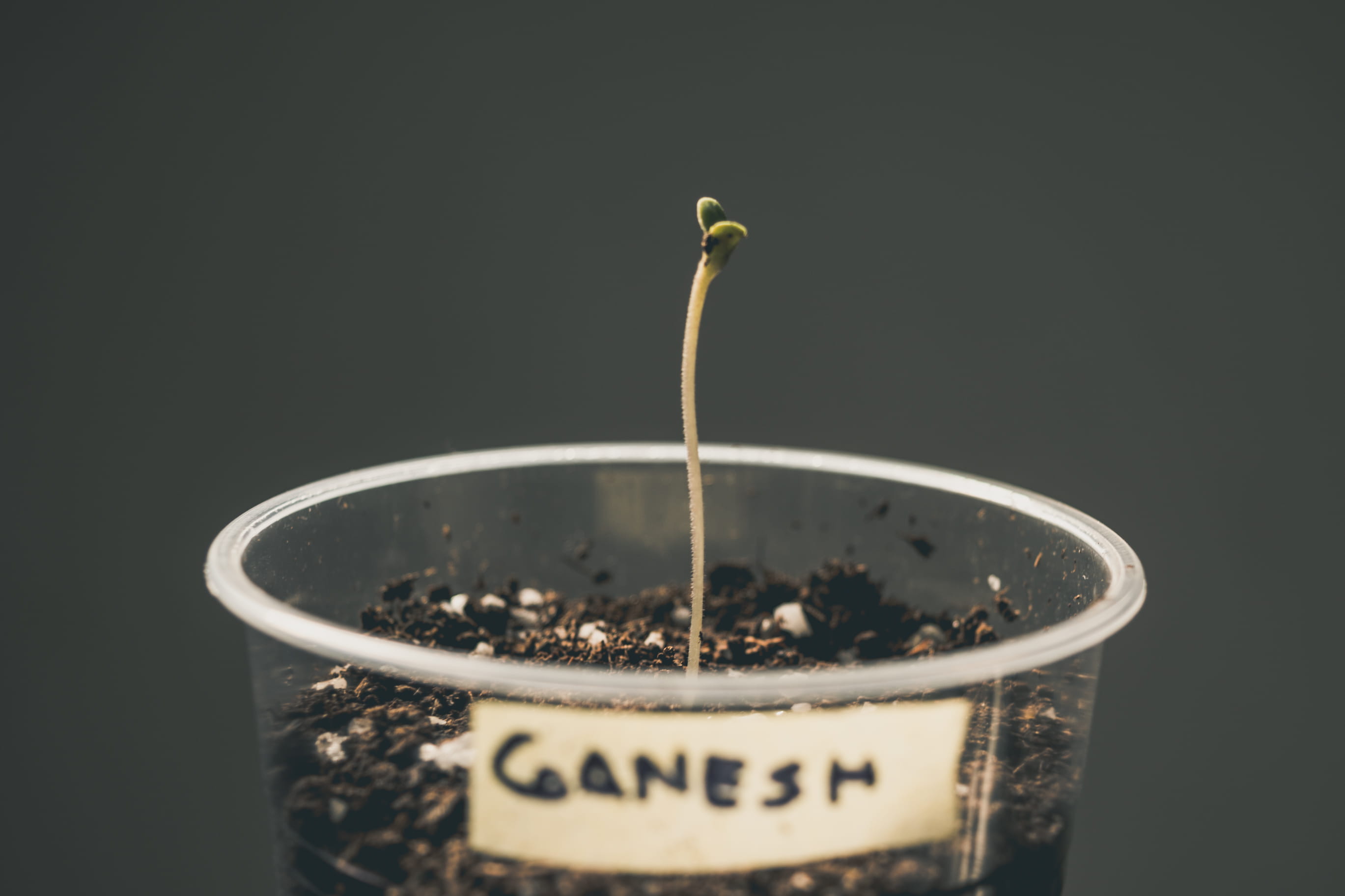 studio shot, food and drink, cannabis, drink, black background, food, weed, growth, pot, freshness, 2K, coffee, plant, coffee - drink, beginnings, close-up, HD Wallpaper