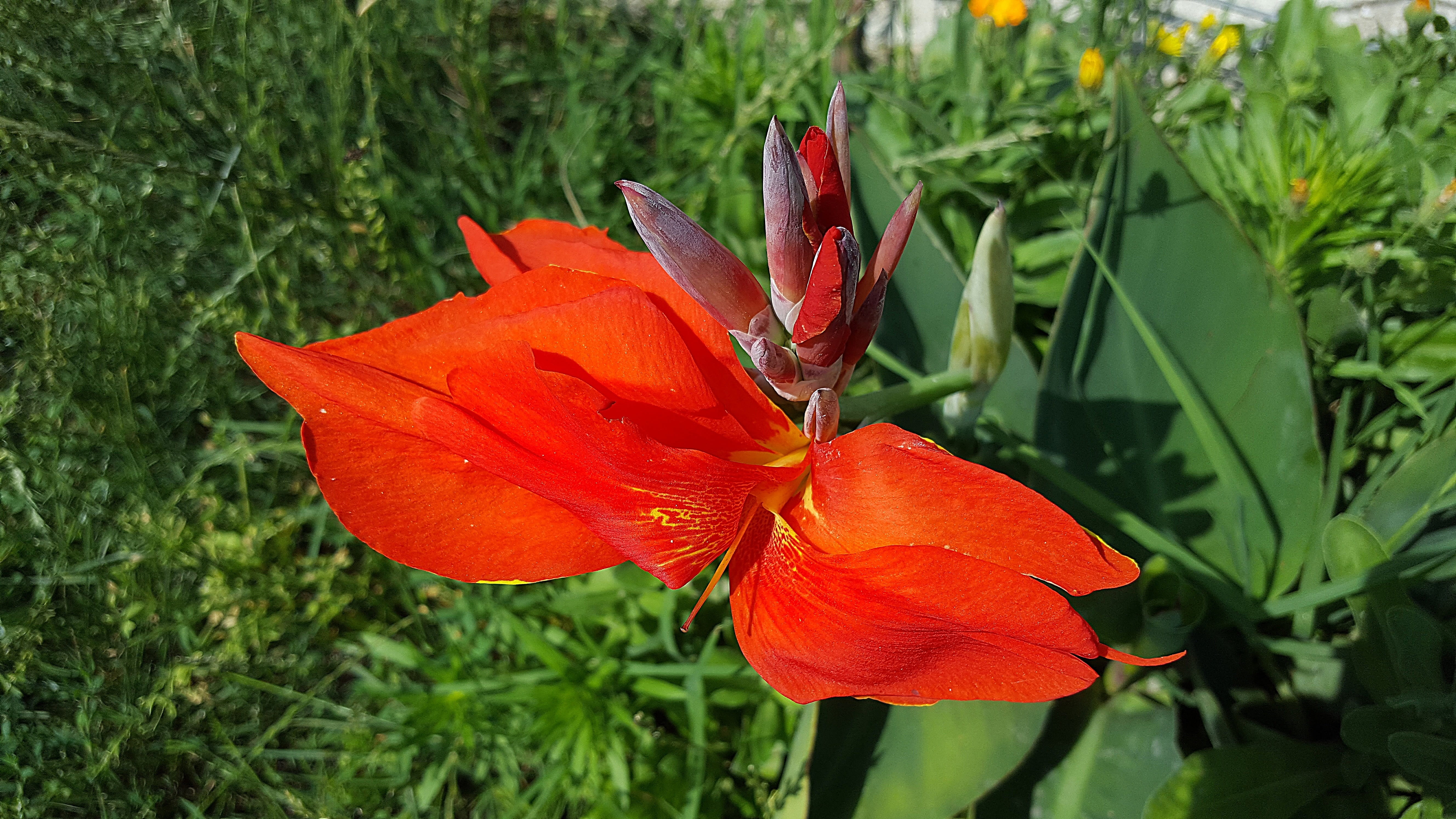 tropical, vibrant color, plant part, pollen, 5K, no people, fragility, close-up, floral, canna, flower, beauty In Nature, garden, plant, orange color, HD Wallpaper
