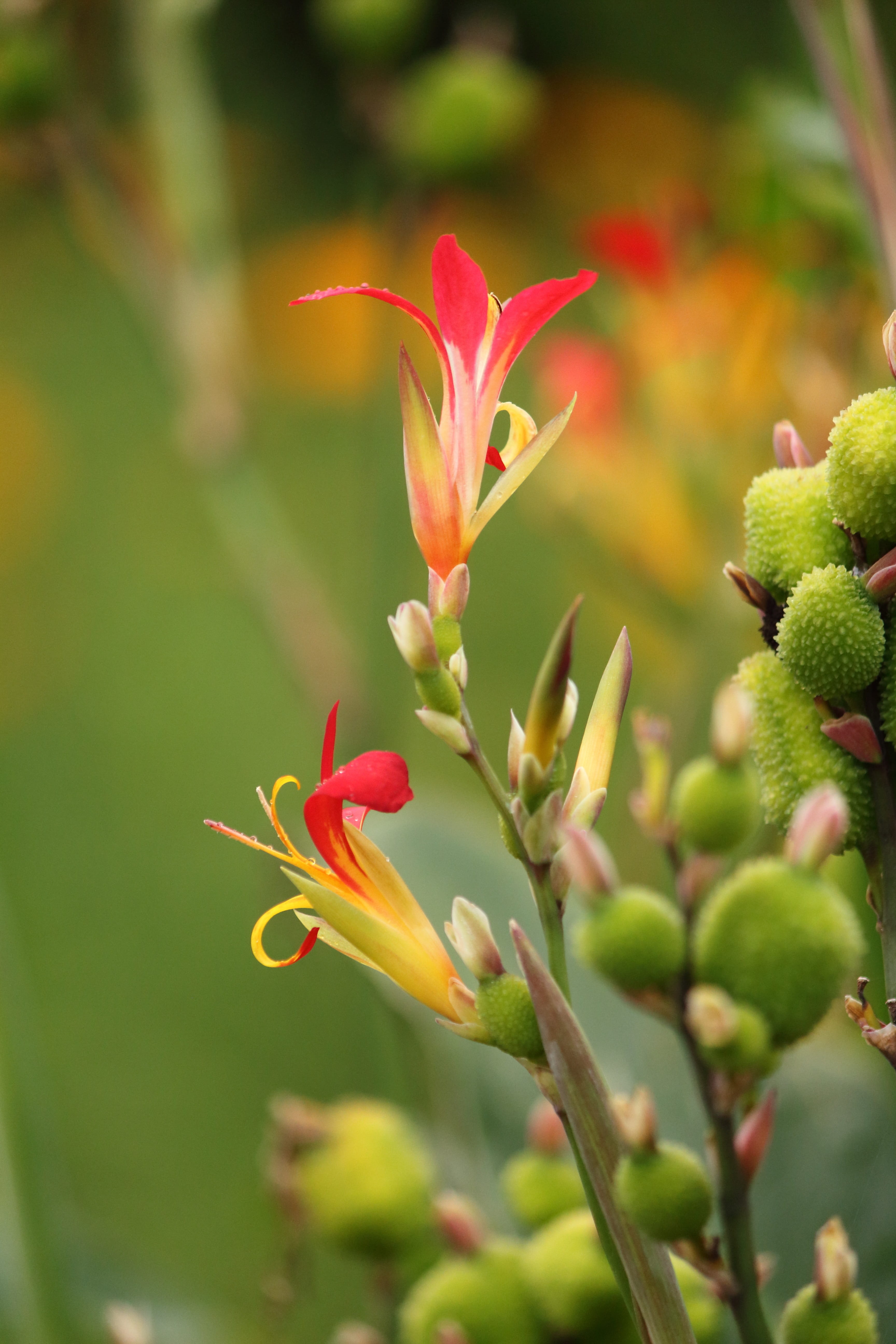 yellow, plant stem, lily, canna lilly, inflorescence, no people, day, focus on foreground, fragility, canna indica, close-up, nature, gardening, red, exotic, Phone HD Wallpaper