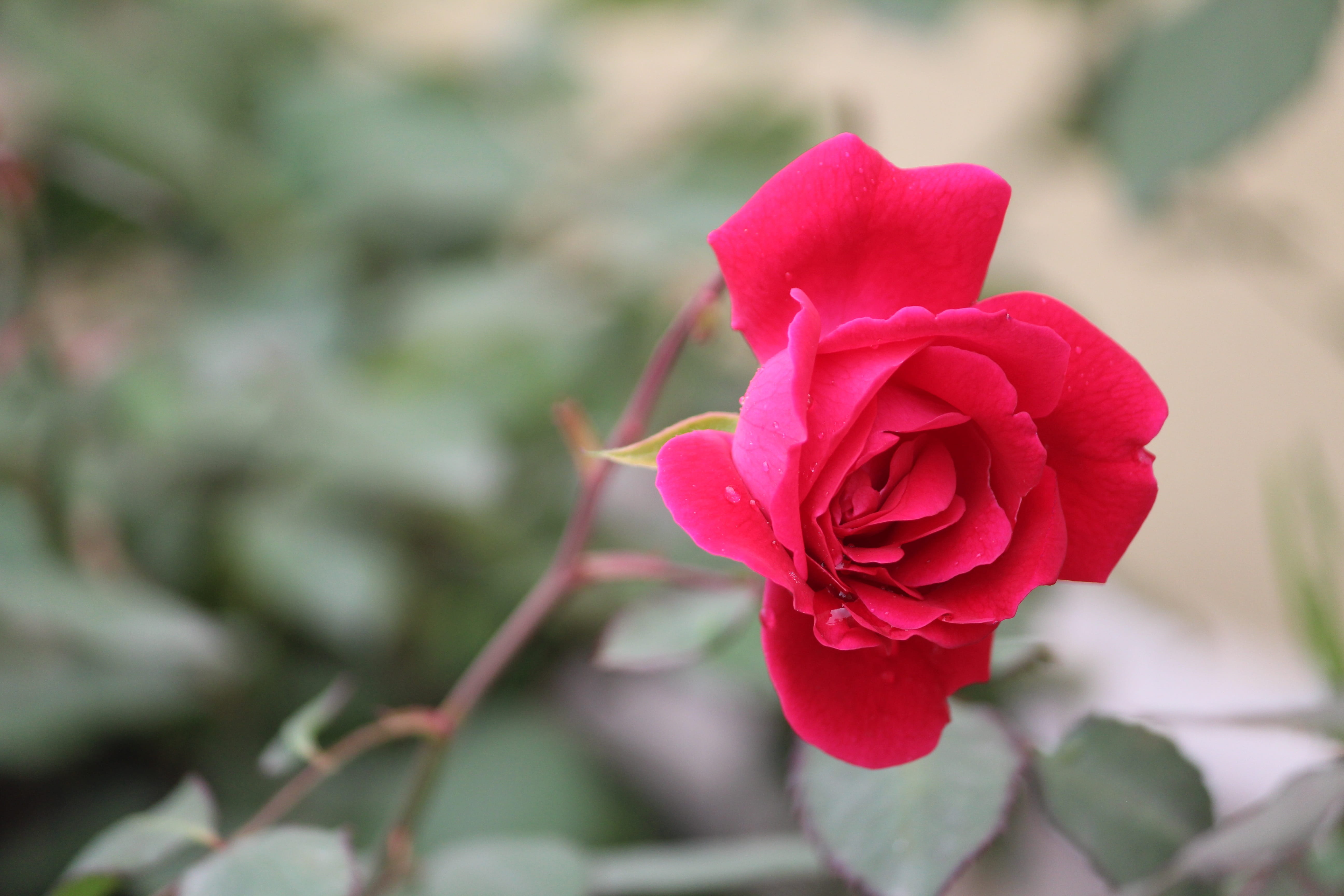 no people, leaves, day, stem, inflorescence, growth, rose, close-up, fragility, red, vulnerability, flowering plant, plantae, indica, focus on foreground, HD Wallpaper