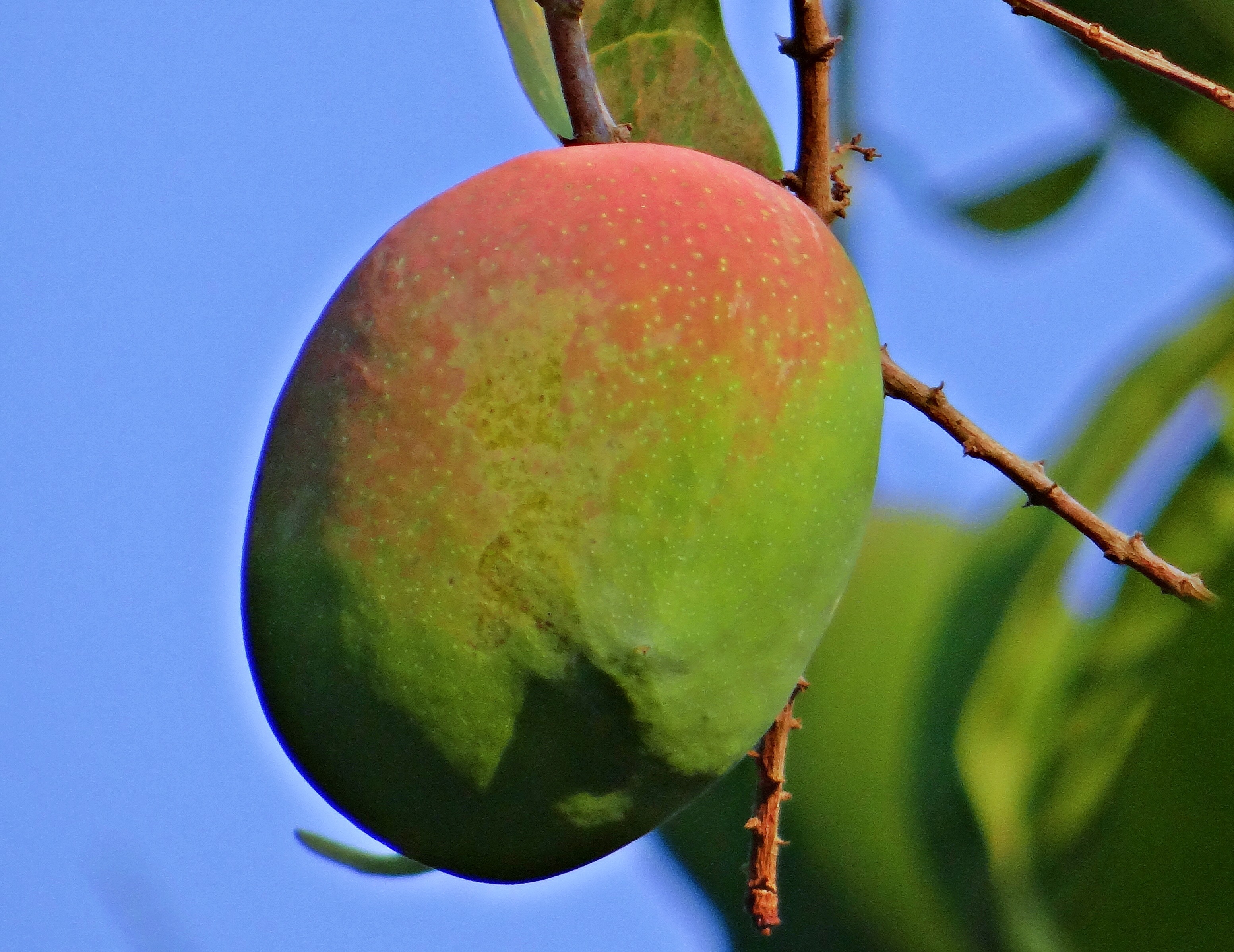 2K, outdoors, india, food, mangifera indica, red, freshness, day, healthy eating, food and drink, close-up, nature, no people, growth, beauty in nature, HD Wallpaper