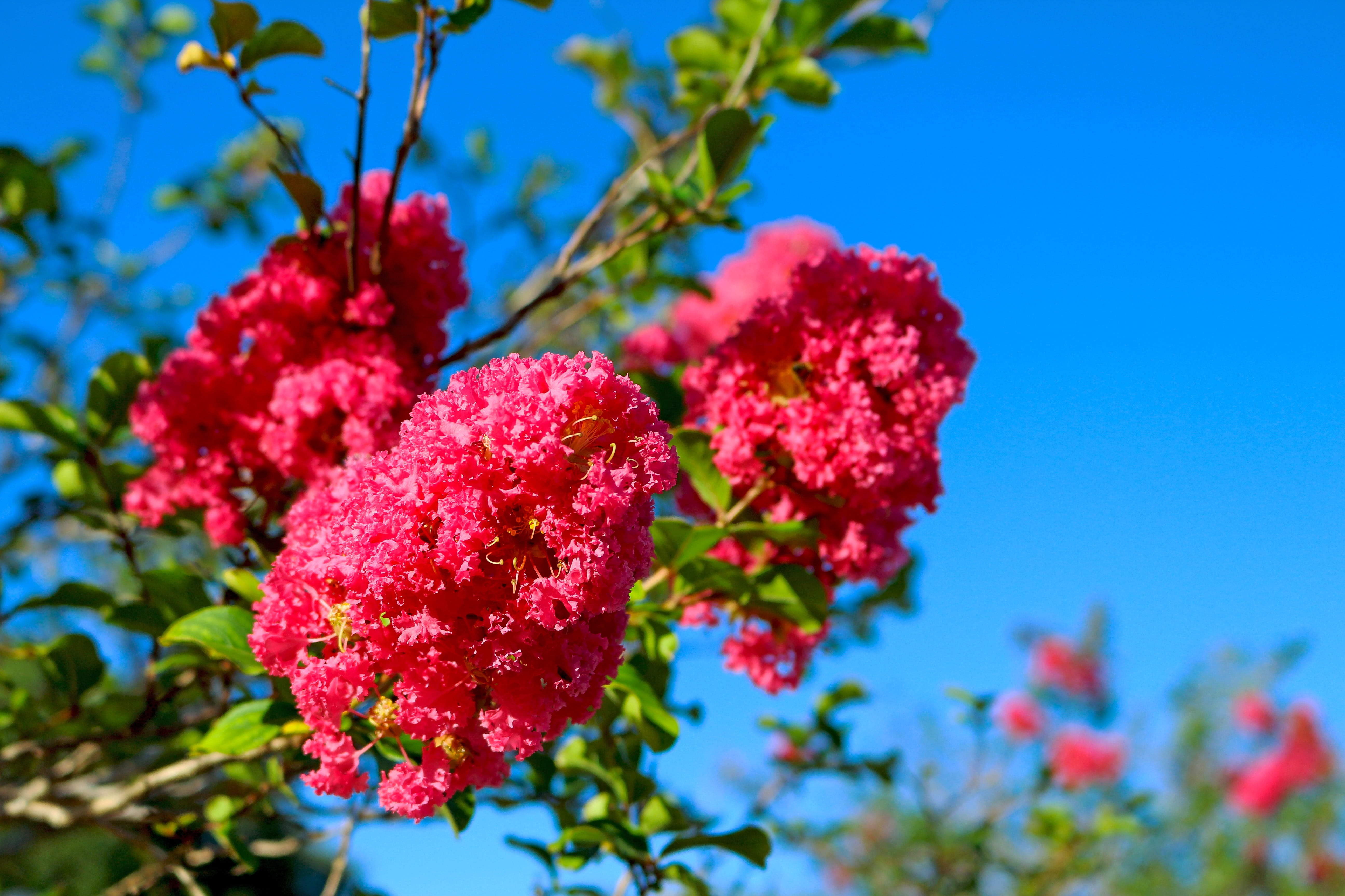day, tree, low angle view, flowers, 5K, close-up, sky, flowering plant, branch, blue, plant, myrtle, pink flowers, flower, nature, outdoors, focus on foreground, HD Wallpaper
