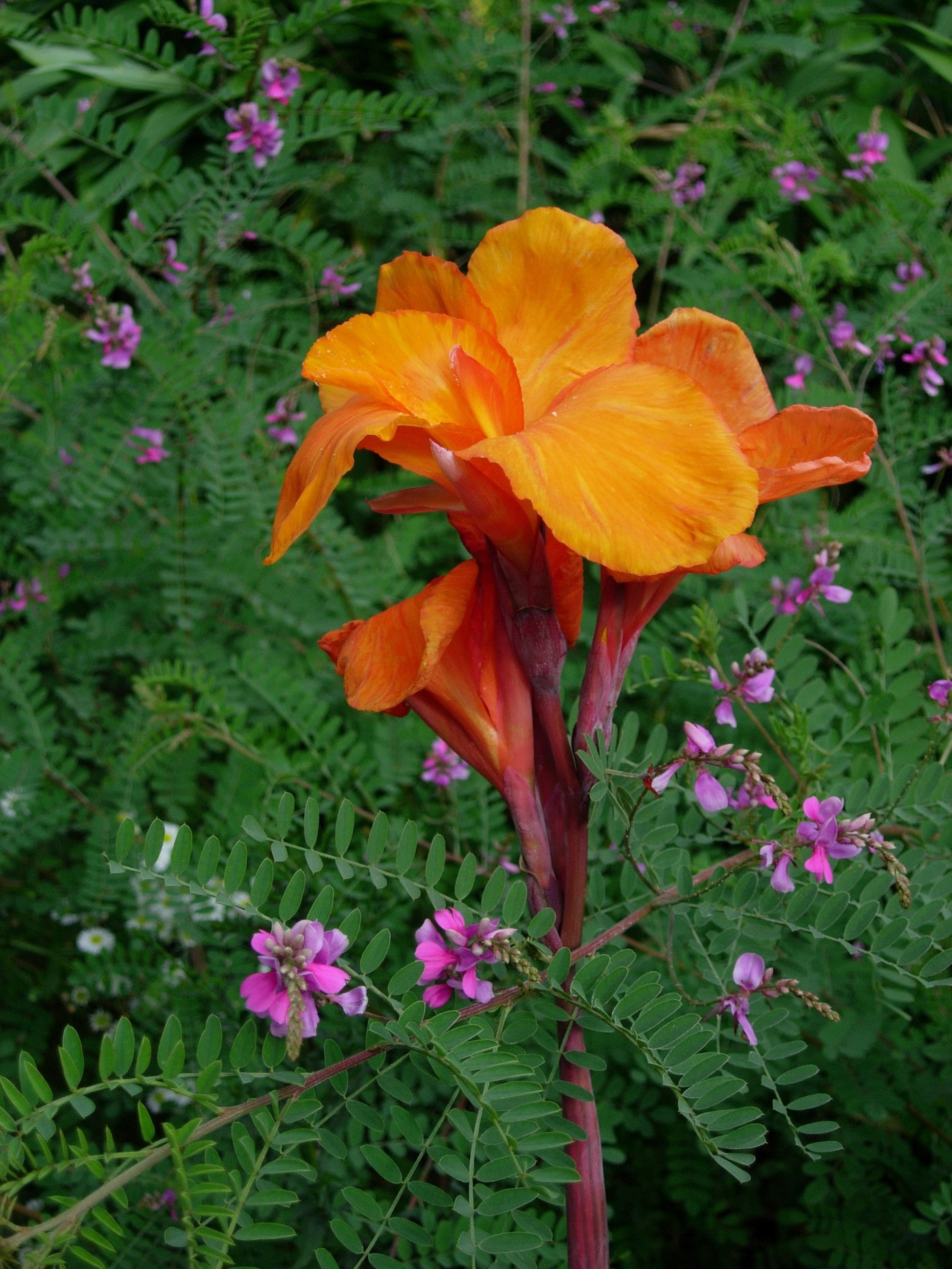 bloom, nature, orange color, beauty in nature, blossom, outdoors, no people, plant part, inflorescence, botany, indian flower tube, freshness, canna indica, Phone HD Wallpaper