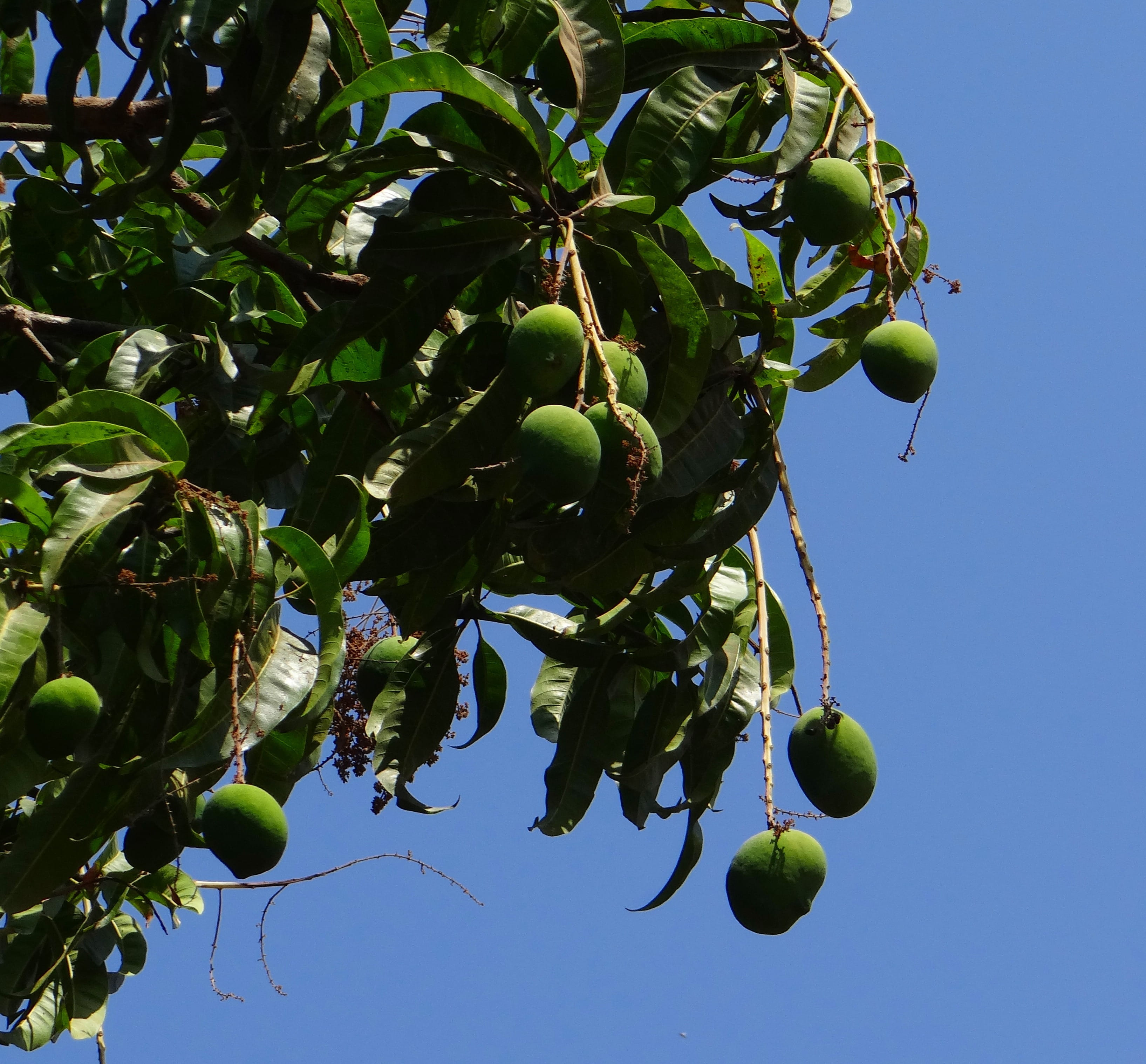 beauty in nature, ripe, fruit tree, day, growth, food, Mangifera Indica, 2K, green, growing, Mango, healthy eating, nature, outdoors, india, no people, HD Wallpaper