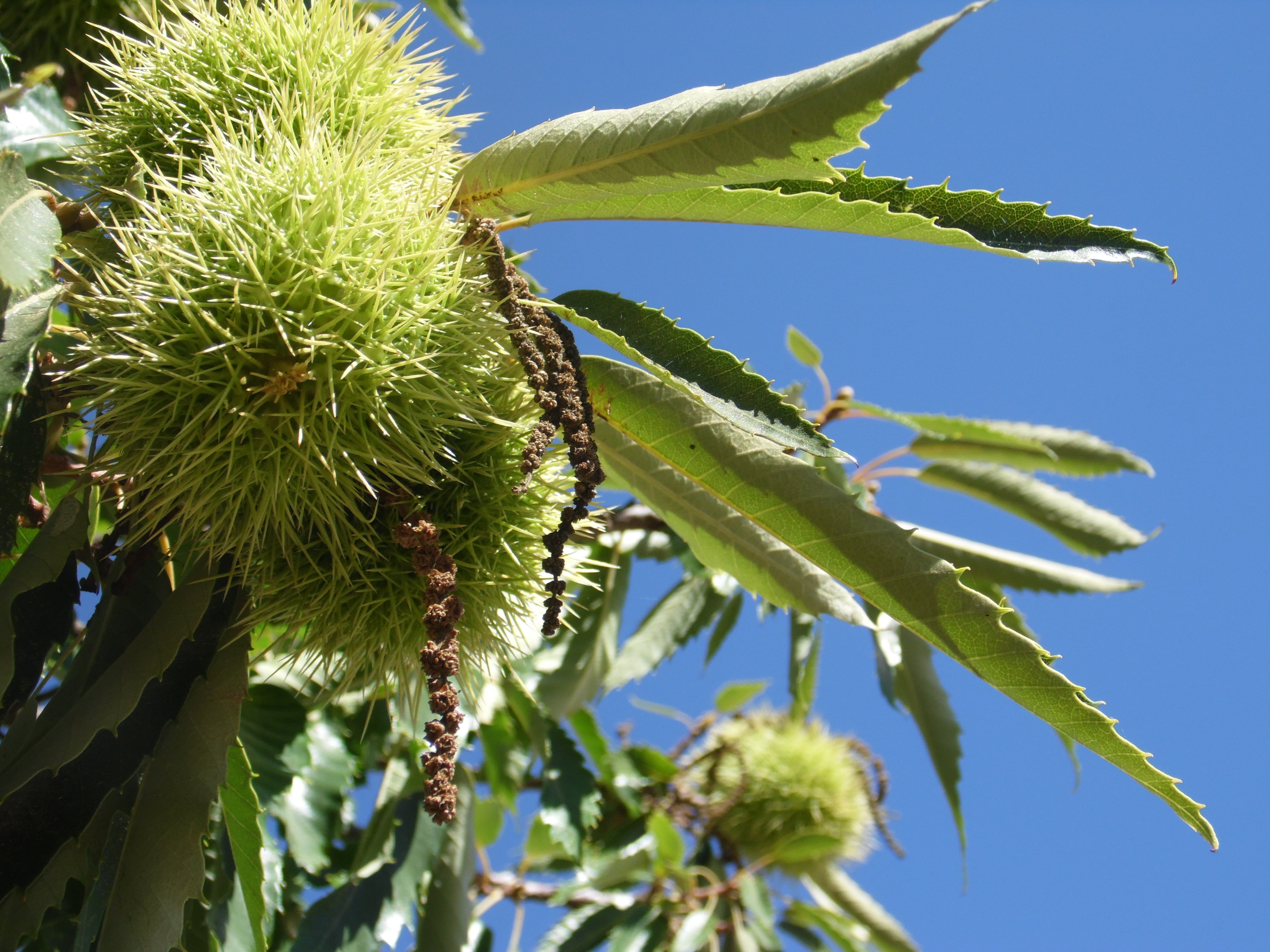 beauty in nature, food, plant part, thorn, 4K, tree, outdoors, castanea sativa, nature, close-up, fruit, plant, freshness, healthy eating, chestnut, low angle view, HD Wallpaper