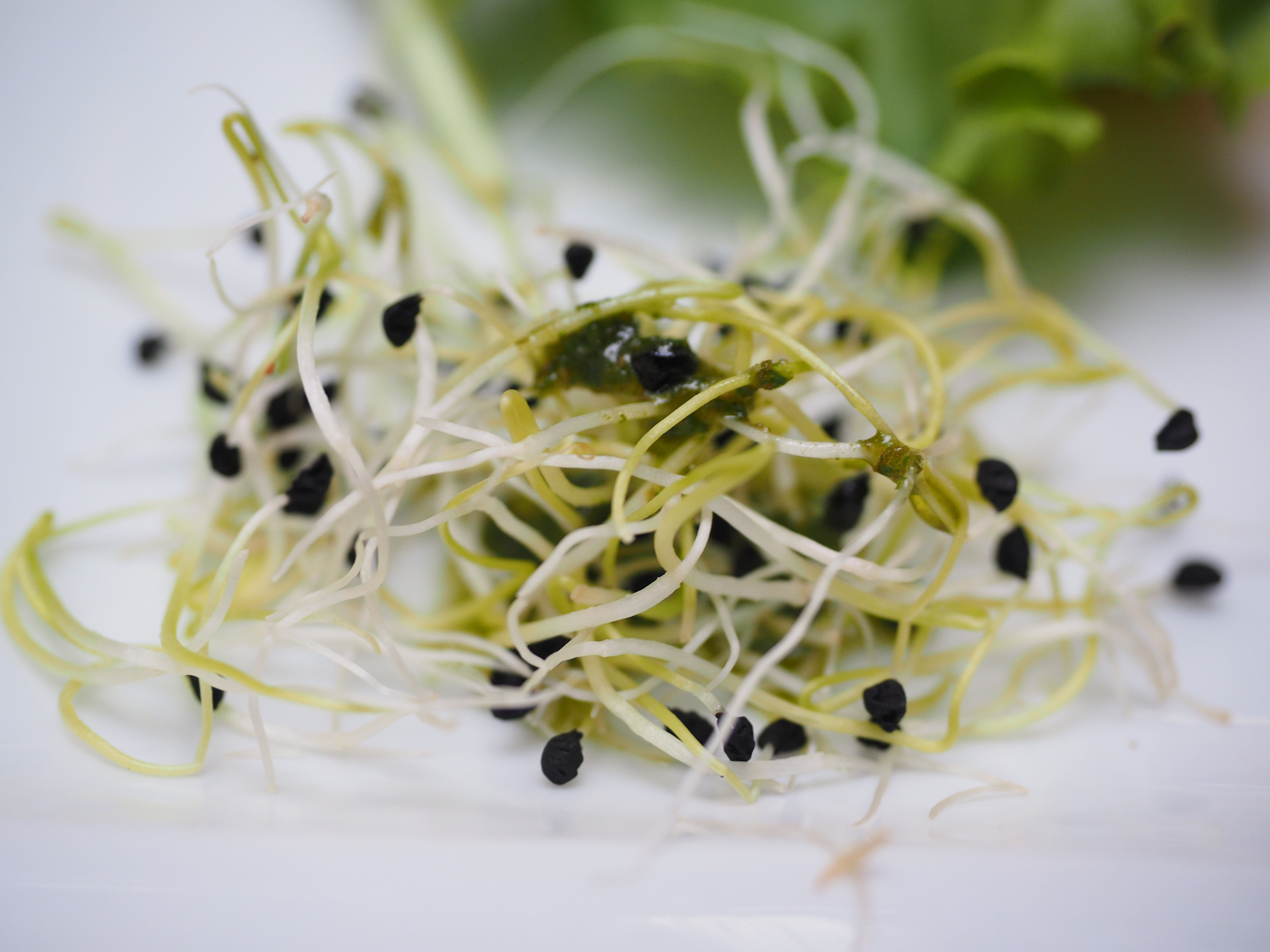 no people, healthy, seedlings, plant, gourmet, saat-alfalfa-sprouts, alfalfa-sprouts, close-up, selective focus, wellbeing, vegetable, alfalfa sprouts, HD Wallpaper