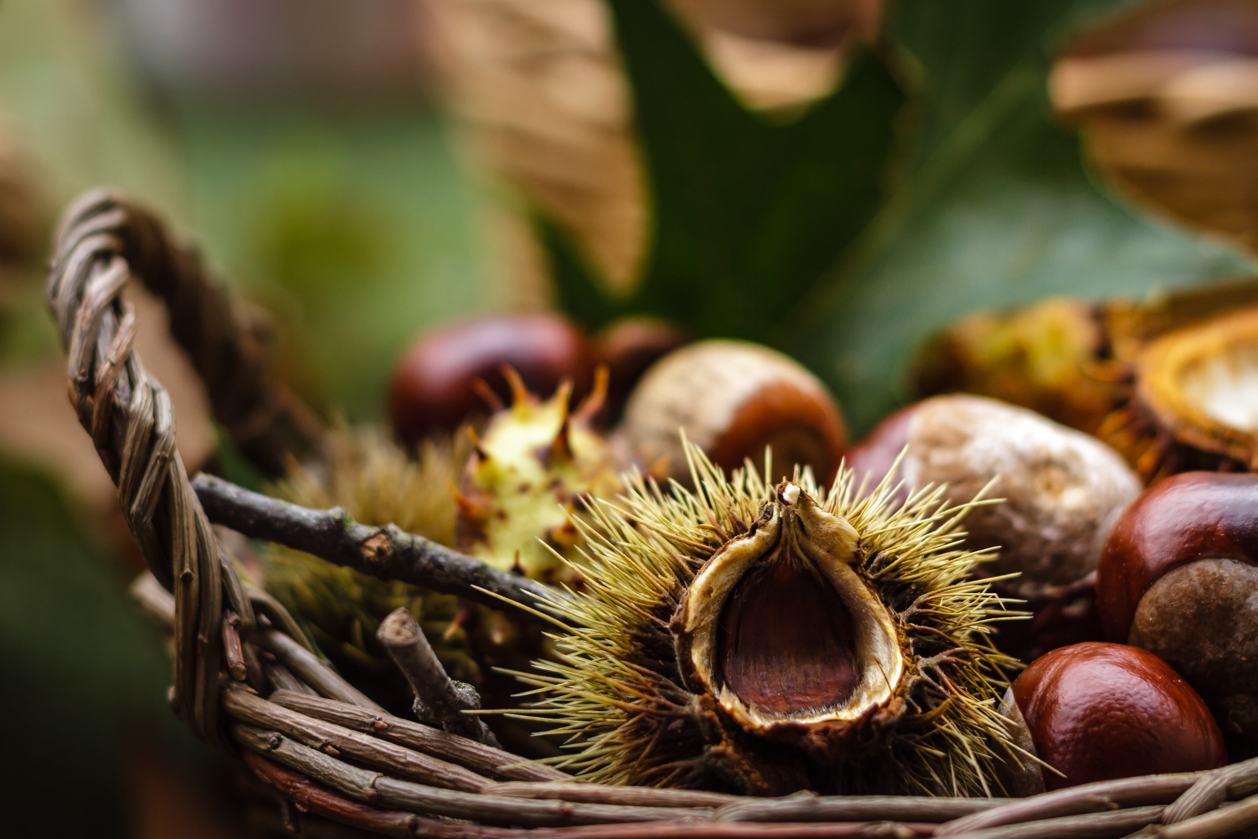 group of objects, castanea sativa, food, no people, shiny, brown, 4K, basket, nut, plant part, freshness, leaf, castanea, selective focus, woven, day, HD Wallpaper
