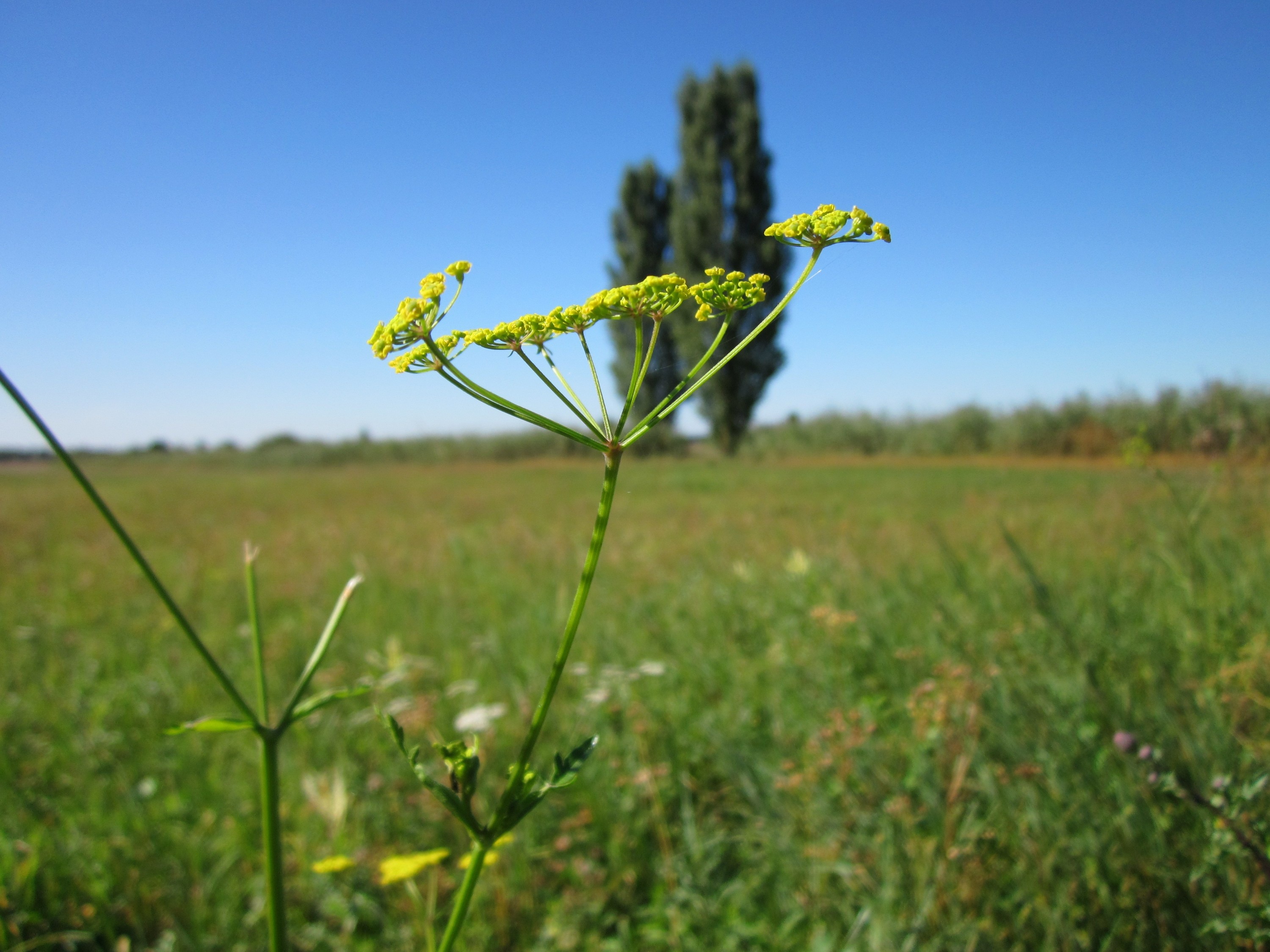 wild, flora, rural scene, parsnip, blue, meadow, pastinaca sativa, sky, no people, day, growth, beauty in nature, clear sky, crop, inflorescence, flower, HD Wallpaper