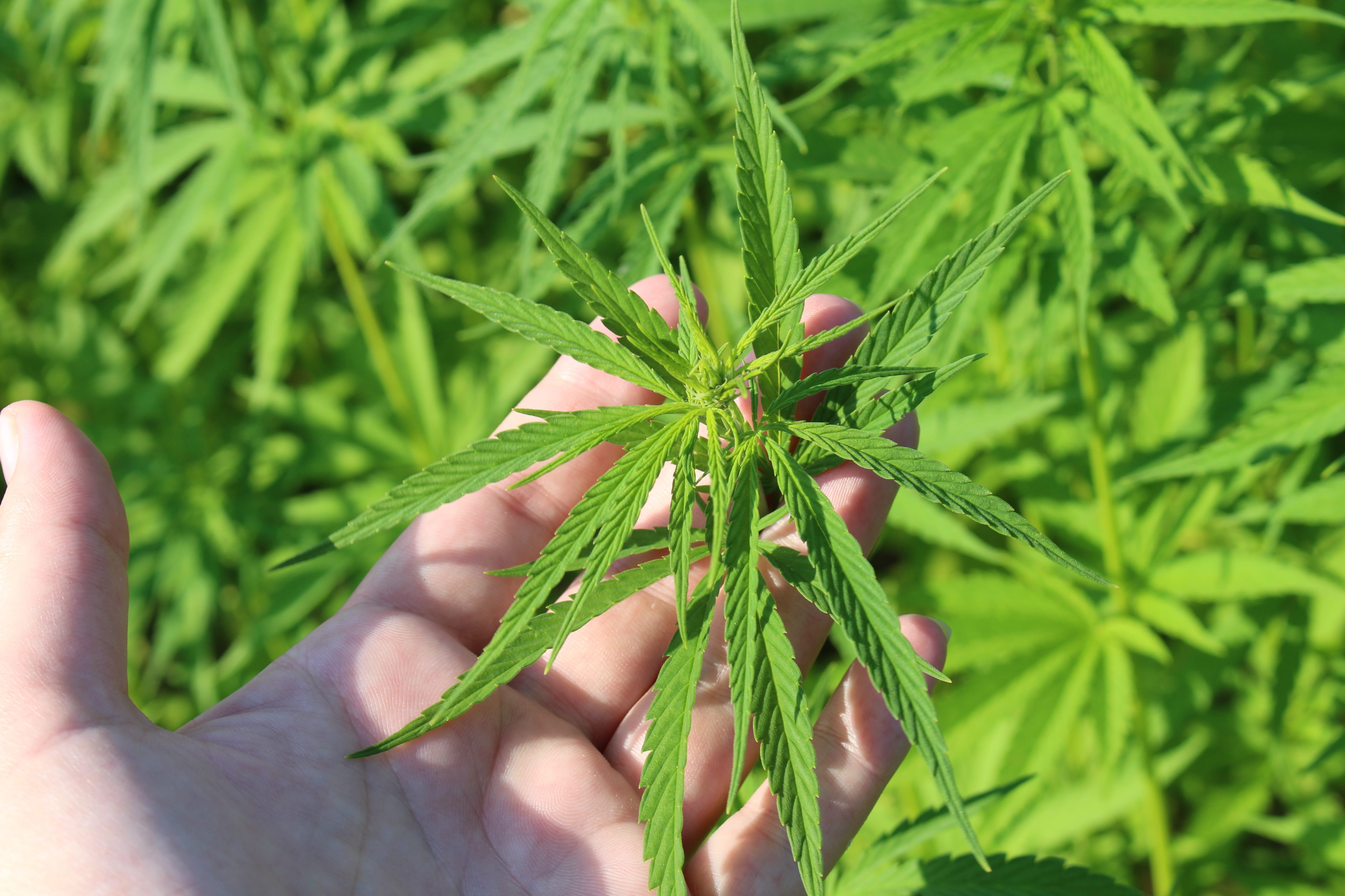 day, green color, of young cannabis, human body part, hemp plant, body part, finger, human hand, hemp in austria, 5K, hand, human finger, beauty in nature, HD Wallpaper