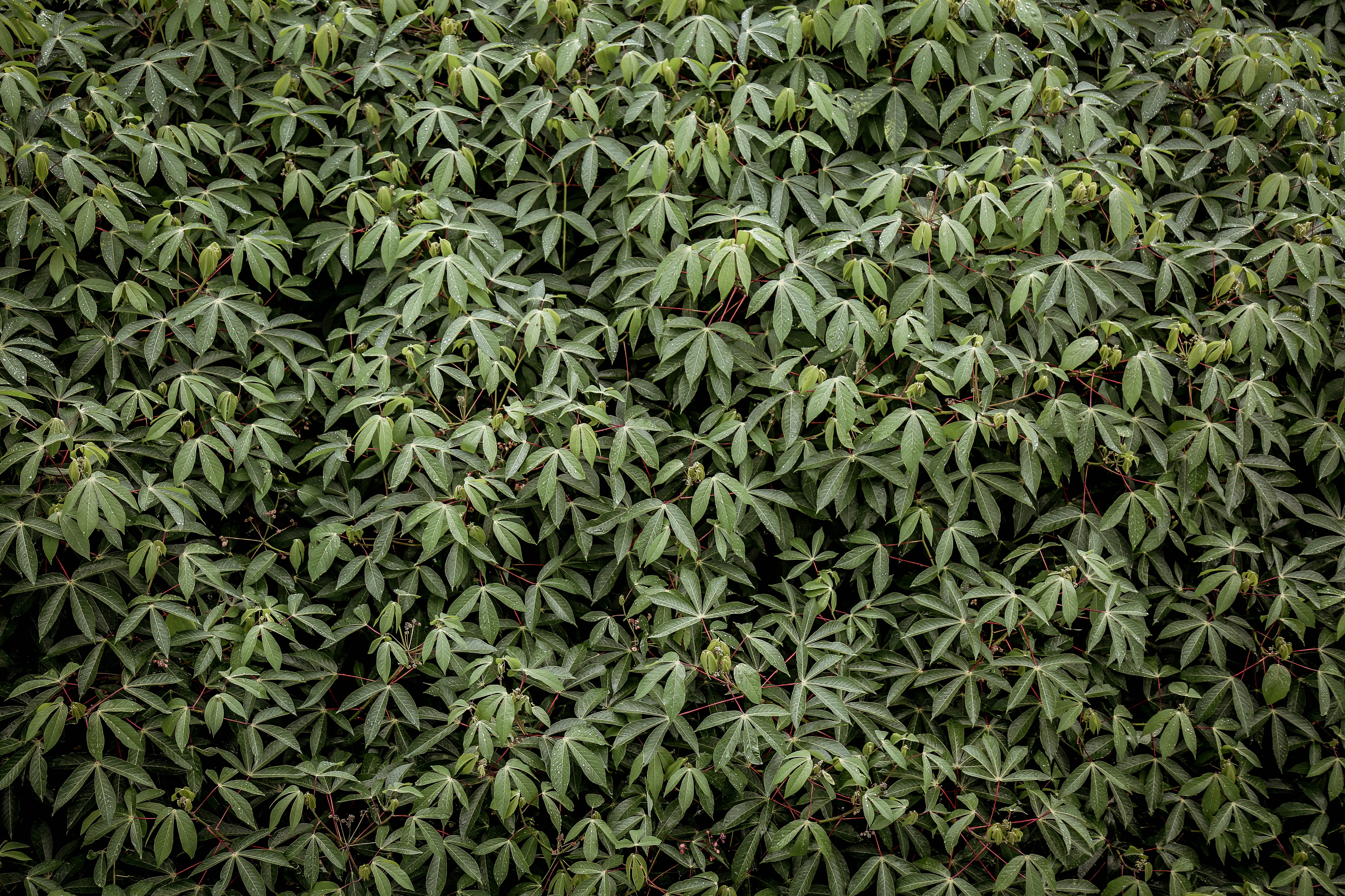 nature, close-up, tree, 5K, freshness, plant, rows, full frame, food, Cannabis Sativa, land, pattern, outdoors, aerial photography, healthy eating, textured, HD Wallpaper