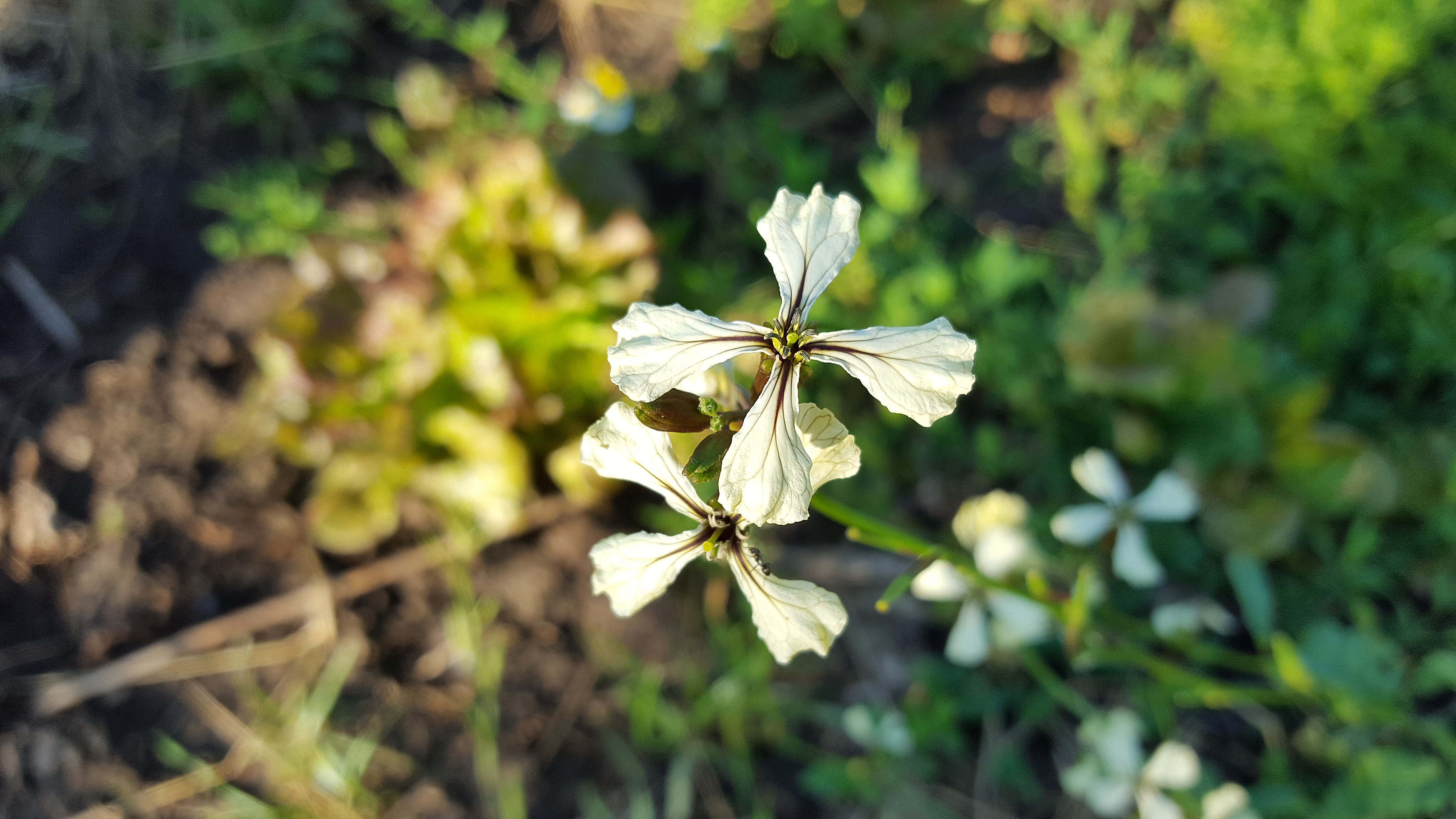 healthy, flowers, petal, close-up, 5K, sunlight, freshness, rucoli, nature, plant part, flower, eruca sativa, flower head, day, growth, garden, fragility, HD Wallpaper