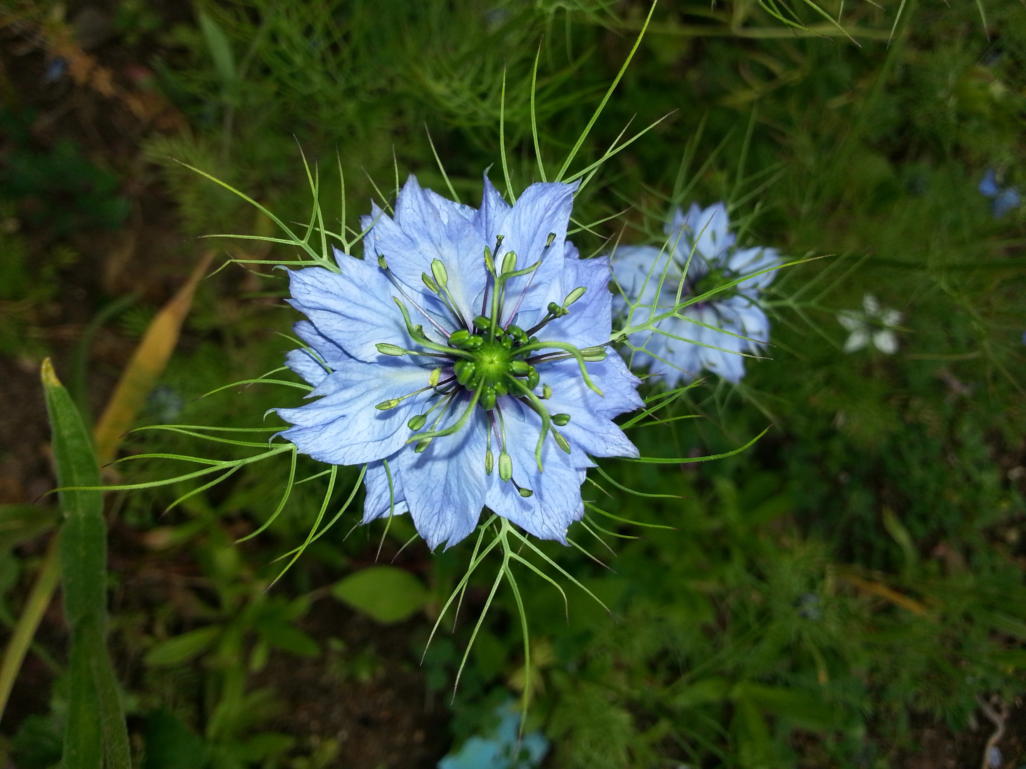 blue, plant, freshness, land, no people, leaves, nature, purple, fragility, petal, softness, inflorescence, positive emotion, 2K, flower, field, blossom, HD Wallpaper