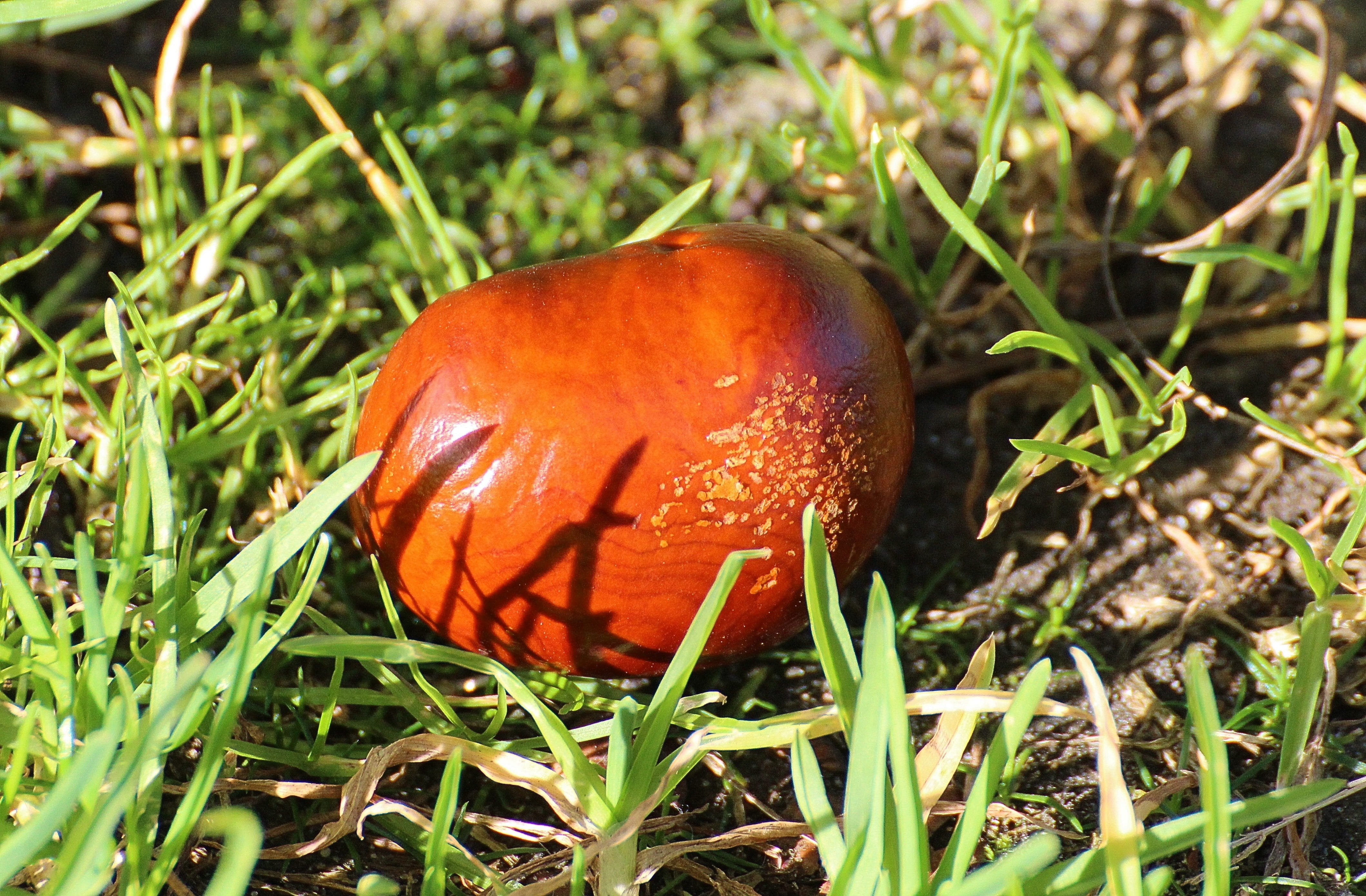 4K, forest fruit, fruit, shiny, growth, castanea, tree fruit, land, sleeve, brown, autumn fruit, field, toadstool, Chestnut, poisonous, vegetable, fungus, HD Wallpaper