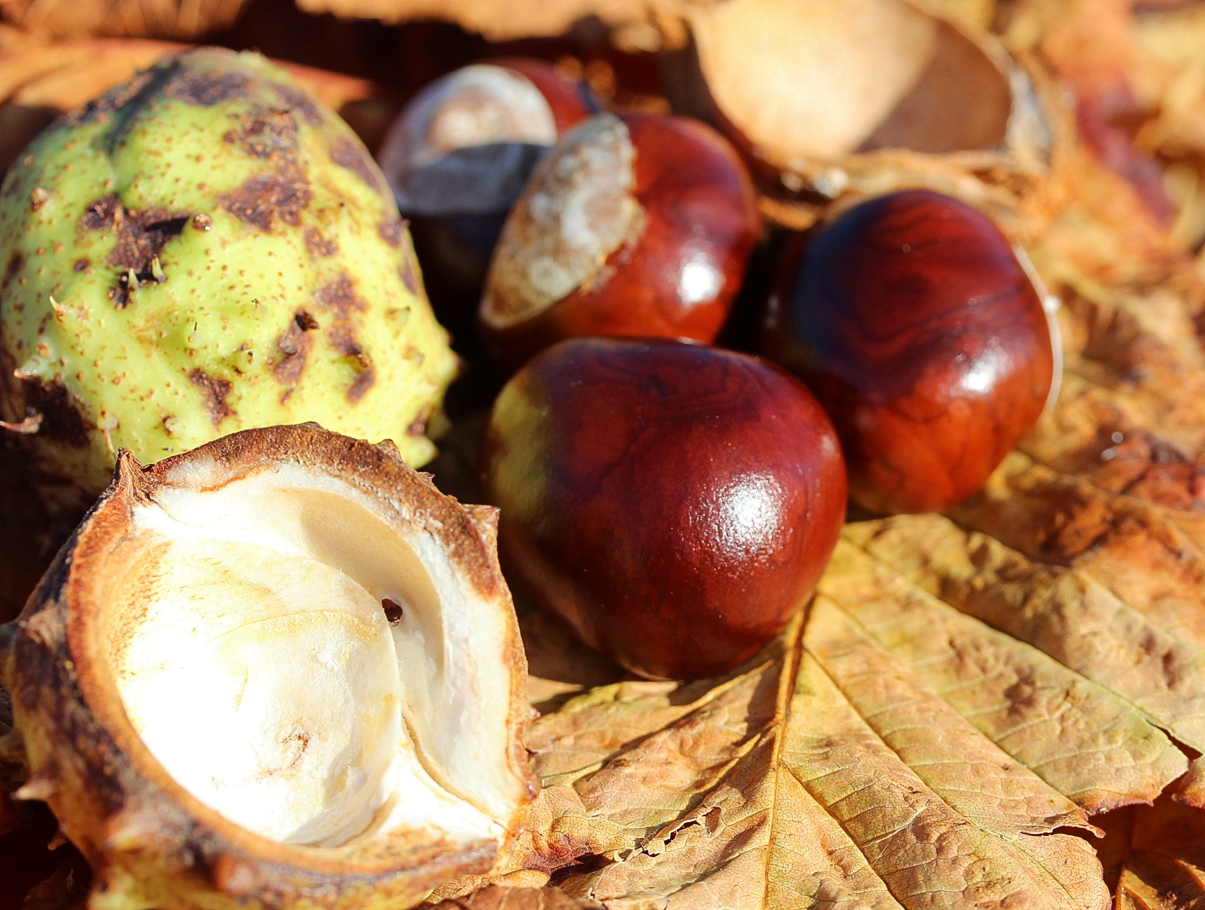 food, food and drink, castanea sativa, focus on foreground, plant part, forest fruit, brown, sleeve, fruit, chestnut, sunlight, leaf, shiny, autumn fruit, HD Wallpaper
