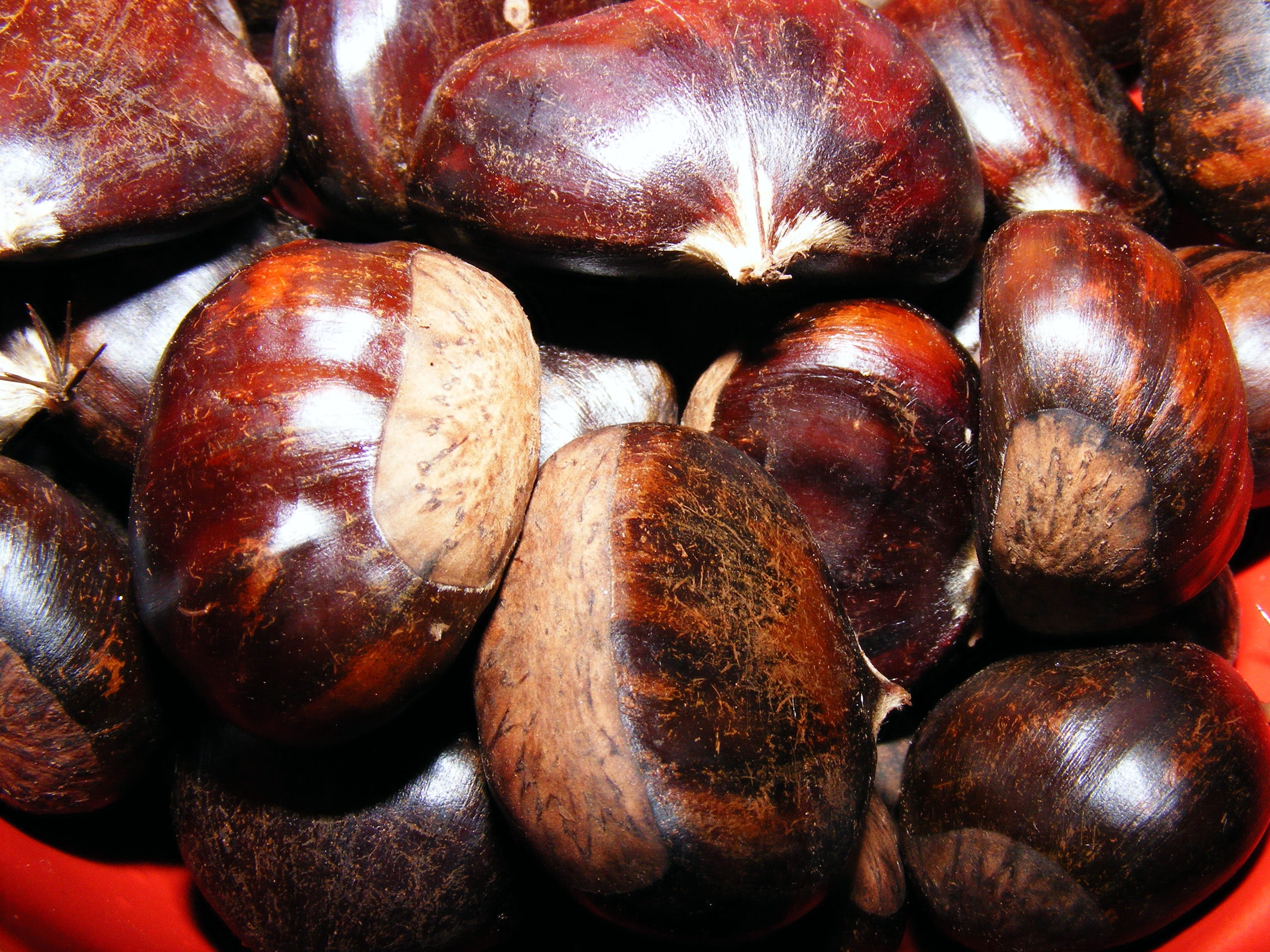 close-up, fruit, indoors, fagaceae, food and drink, sweet, castanea, nut, freshness, healthy eating, nut - food, backgrounds, day, sativa, still life, wellbeing, HD Wallpaper