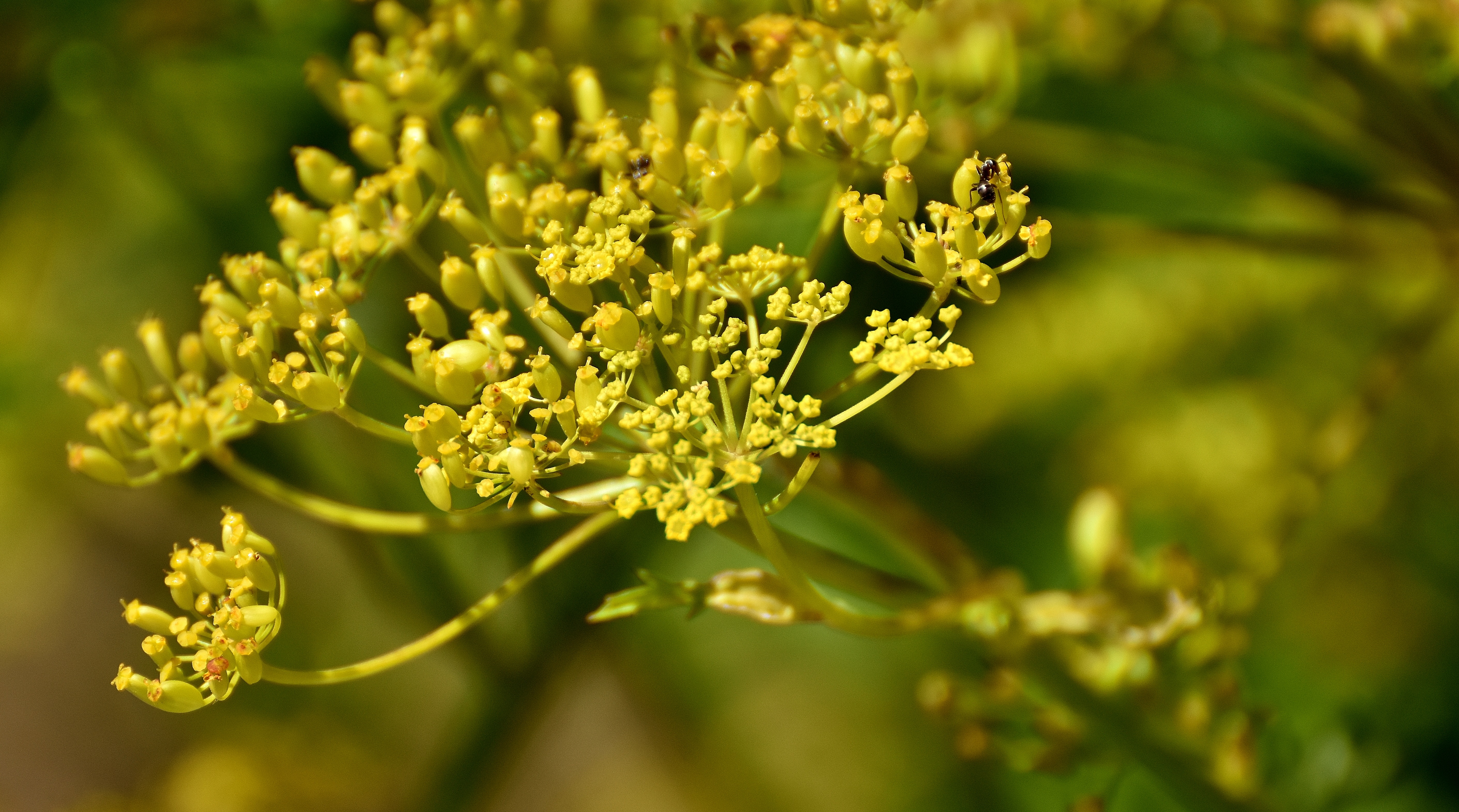fragility, herb, outdoors, no people, flower head, day, plant, pastinaca sativa, beauty in nature, selective focus, food and drink, nature, food, summer, HD Wallpaper