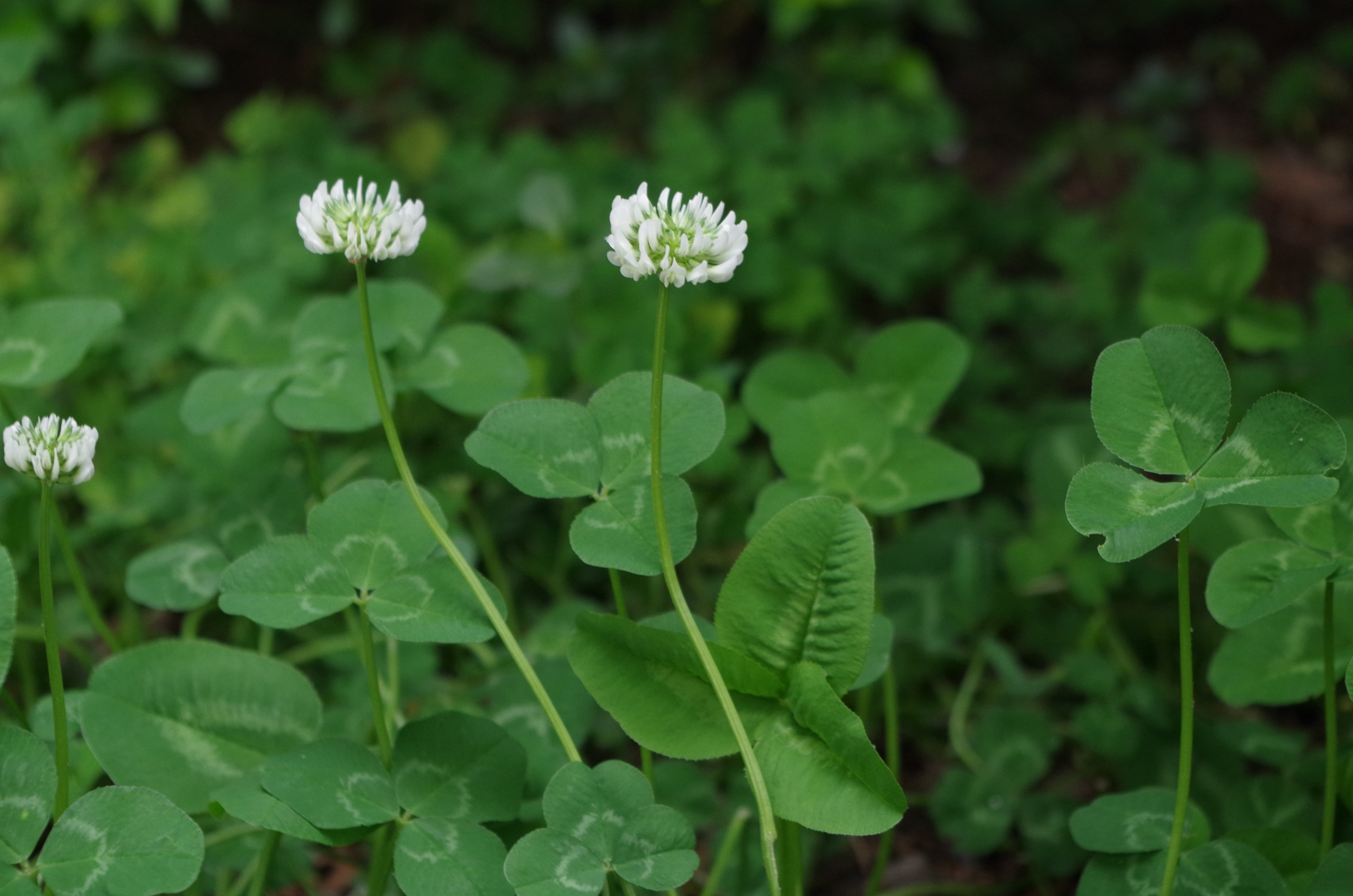 no people, vulnerability, growth, flowering plant, close-up, focus on foreground, green color, four-leaf clover, land, 4K, nature, outdoors, flower head, HD Wallpaper