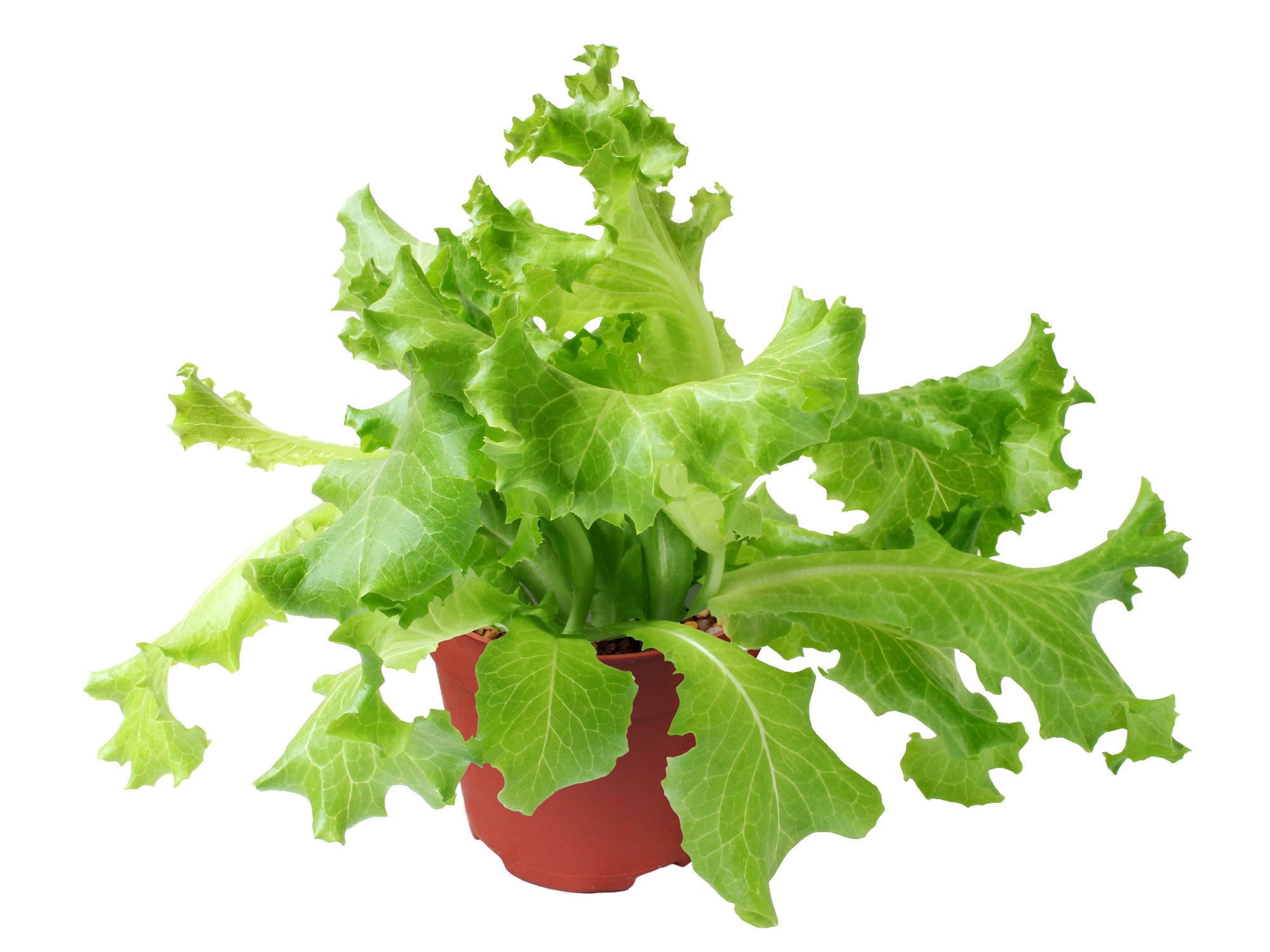 fresh, indoors, still life, raw food, garden, lettuce, white background, leaf, isolate, green color, plant part, leaf vegetable, wellbeing, cut out, no people, HD Wallpaper