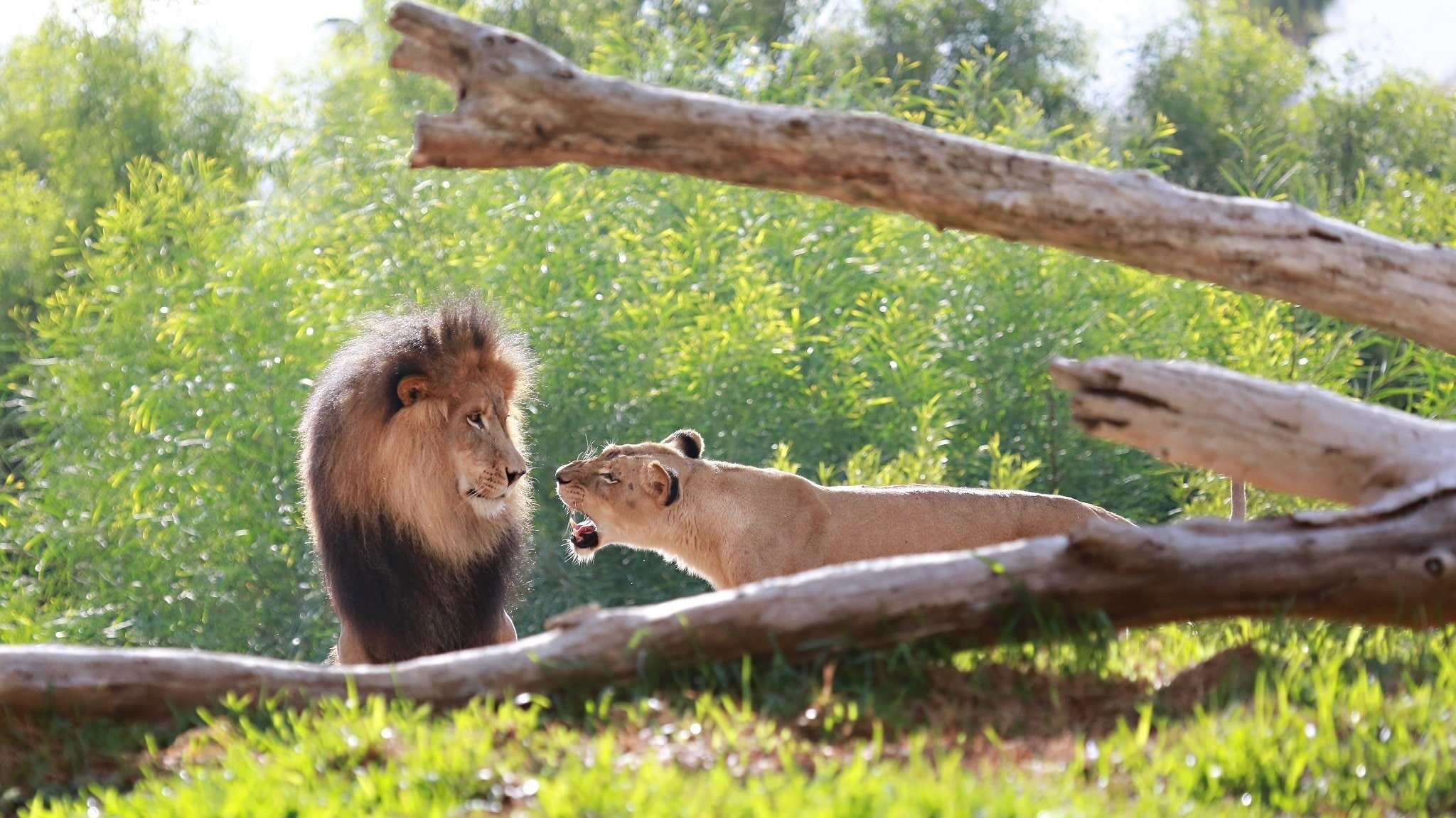 lions, couple, muzzle, lion, lioness, 1080P, mane, roar, family, quarrel, HD Wallpaper