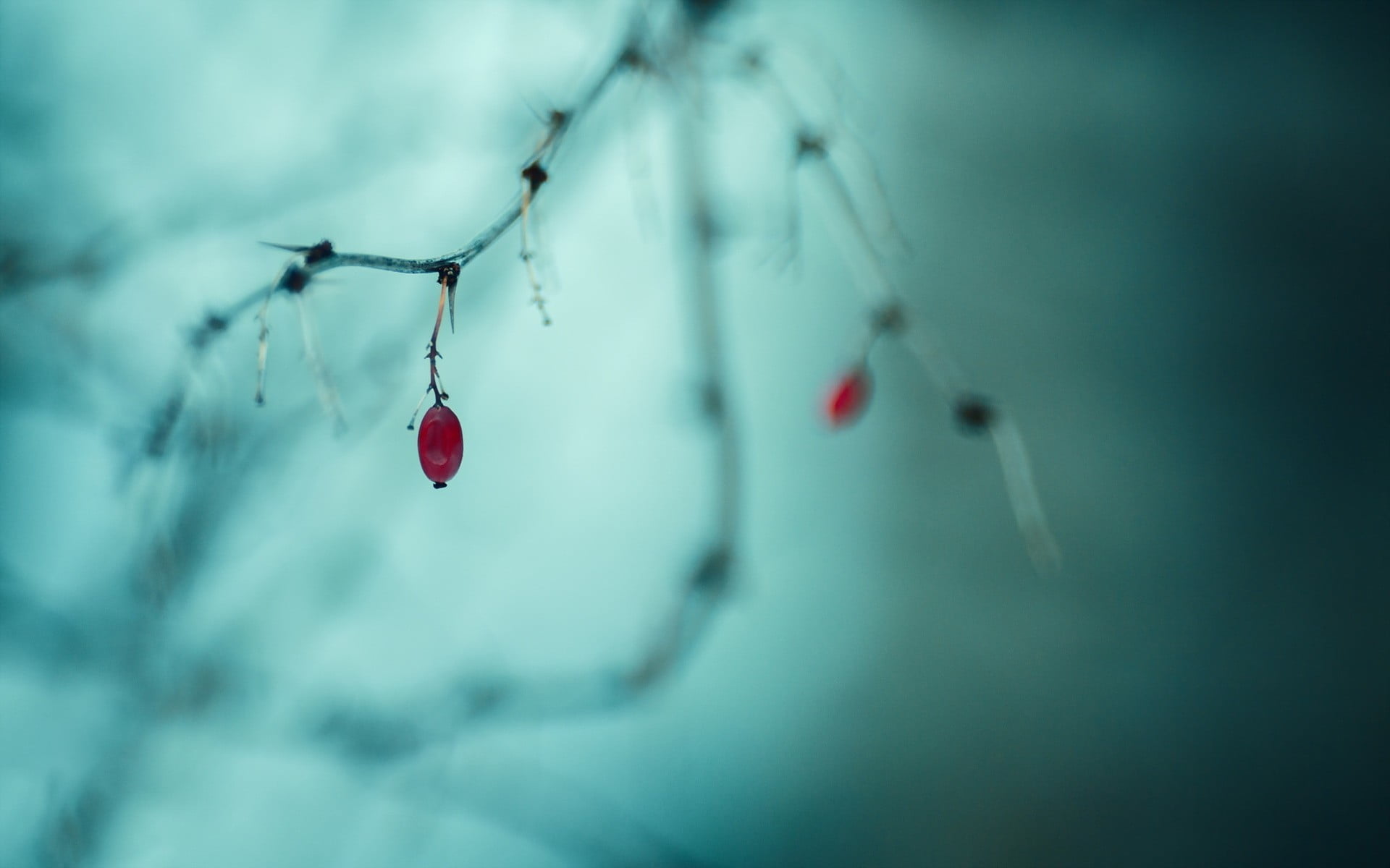 oval, selective focus, plant, outdoors, cold temperature, water, close-up, depth of field, red, no people, nature, winter, day, focus on foreground, 1080P, HD Wallpaper